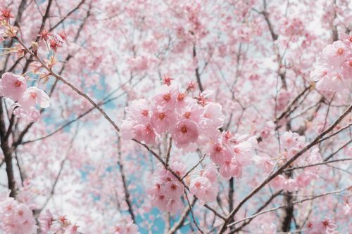 Free Close-up of cherry blossoms in full bloom against a clear blue sky, capturing the essence of spring. Stock Photo