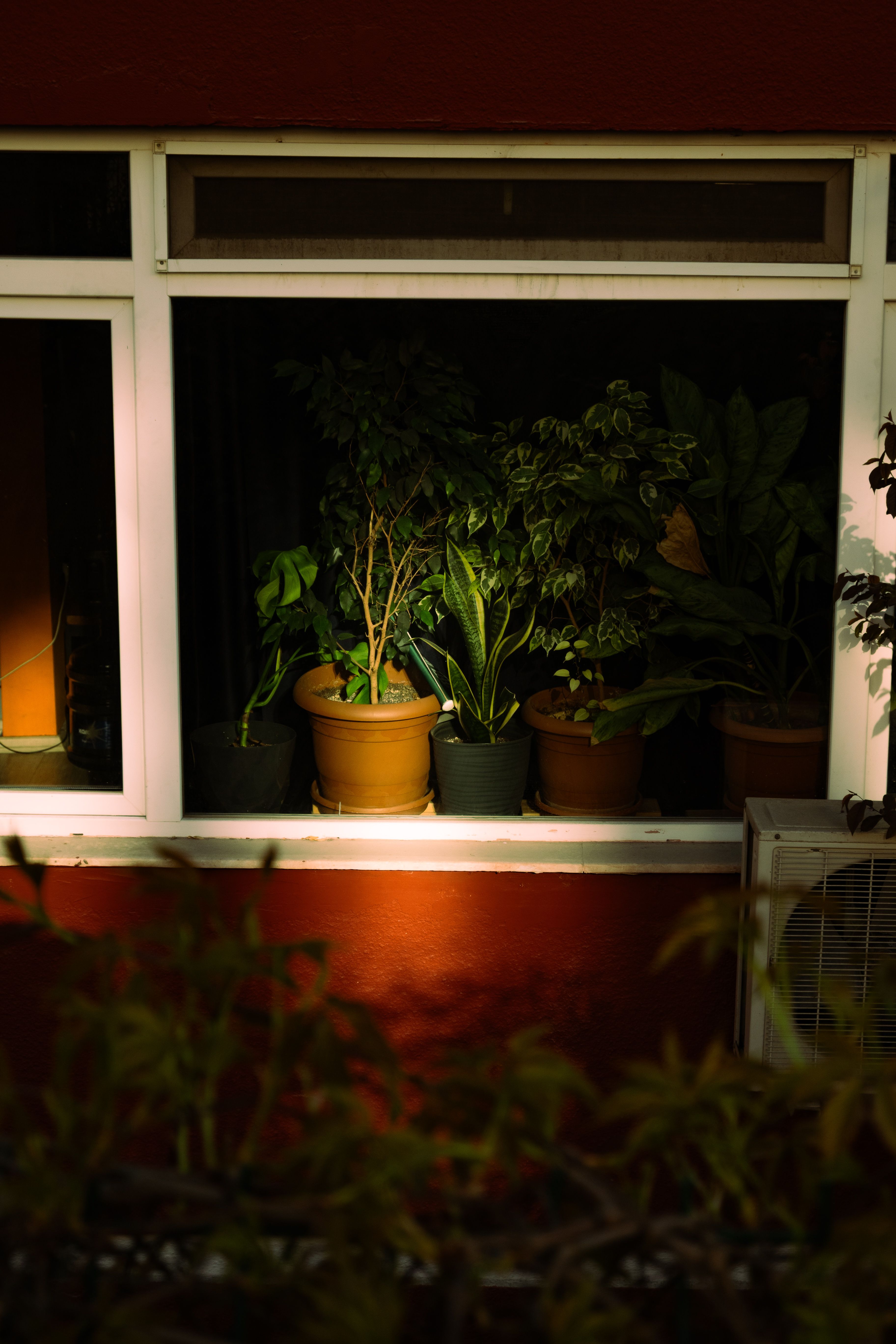 Lavori di settembre sul balcone: cinque piante che seminate ora arrivano all’inverno