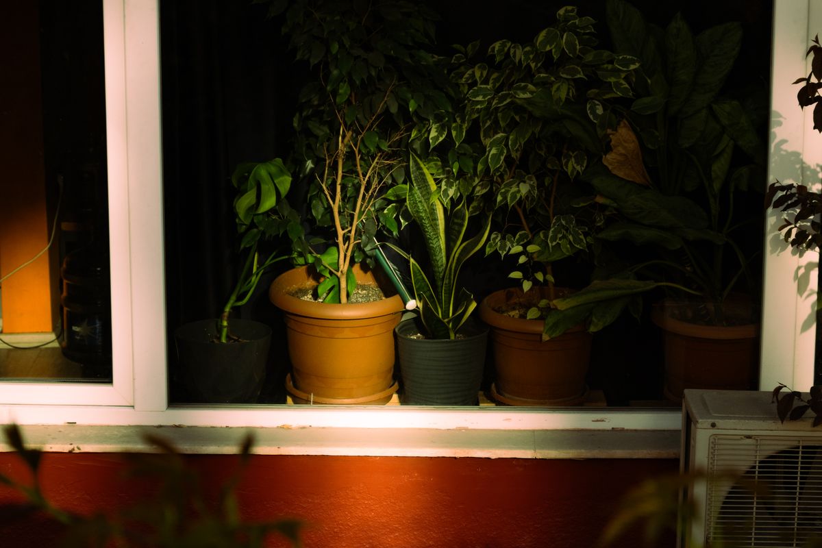 Potted houseplants in a sunny window