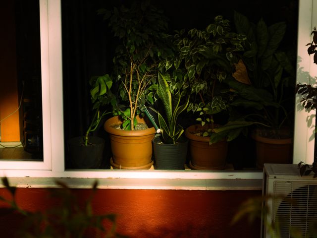 Lavori di settembre sul balcone: cinque piante che seminate ora arrivano all’inverno