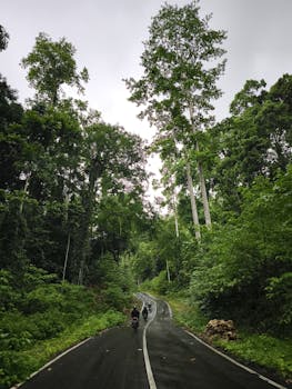 Motorcyclists ride through a lush forest road, surrounded by tall green trees and nature.