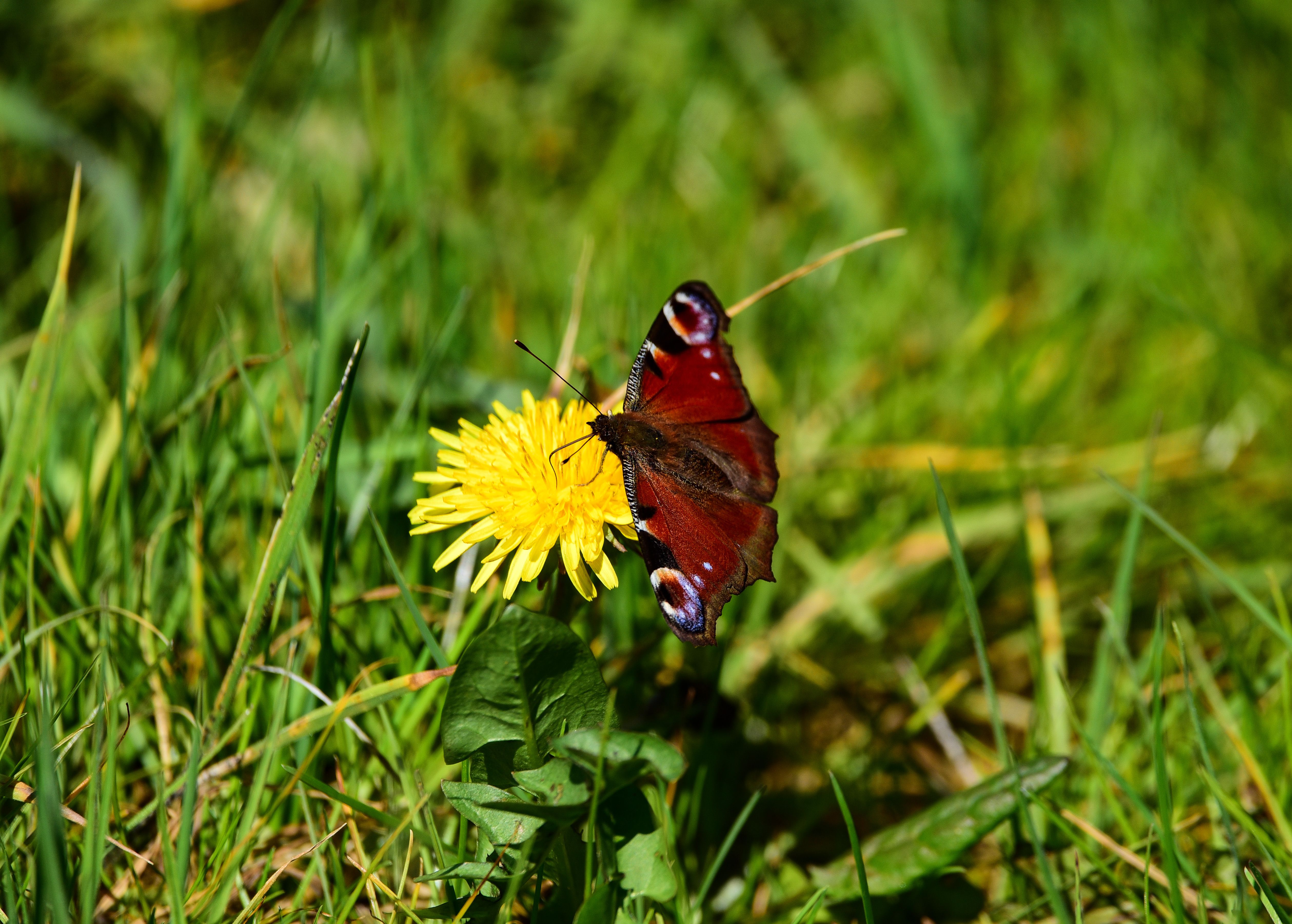 European Peacock Butterfly on Dandelion Flower · Free Stock Photo