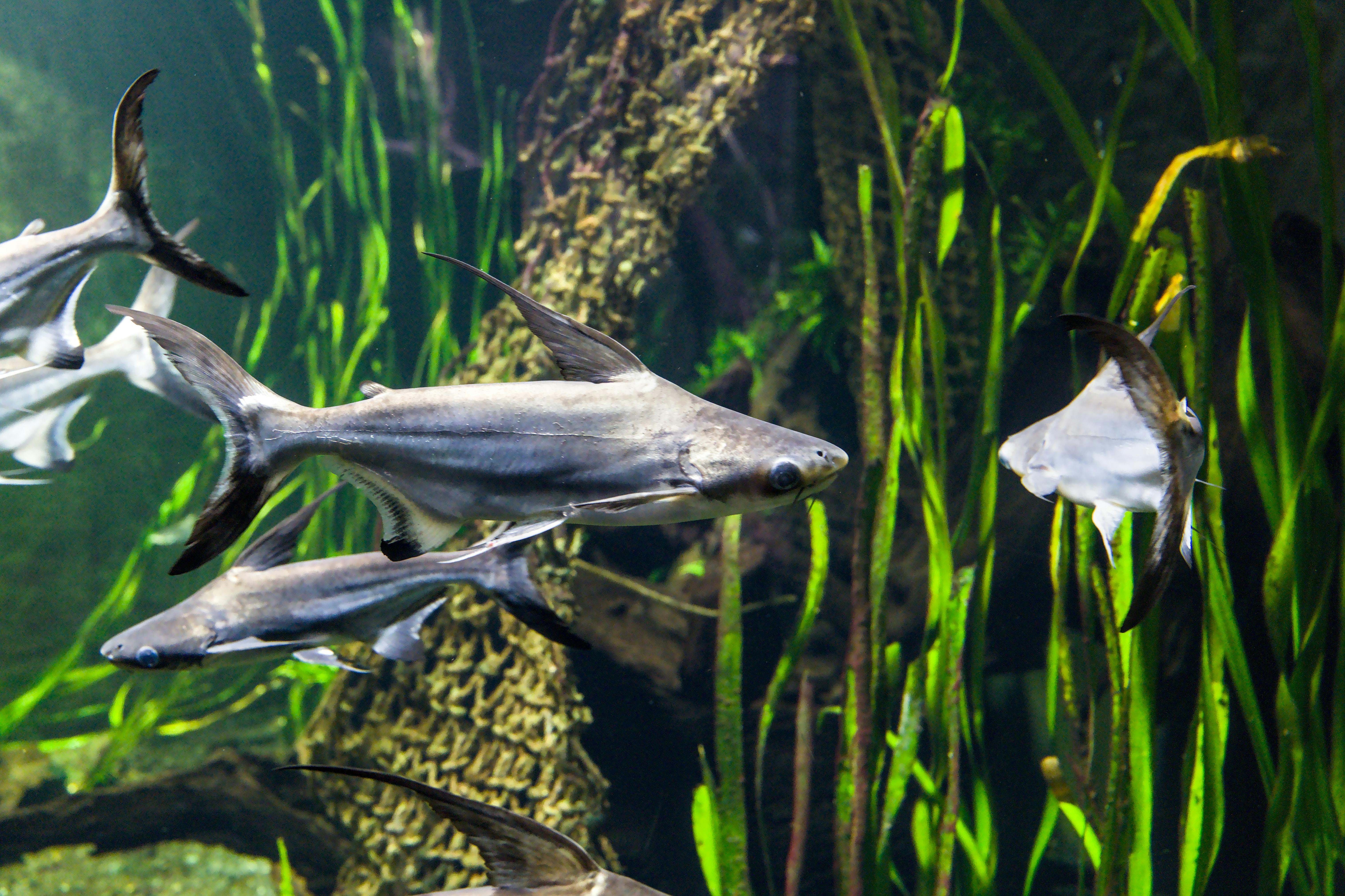Silver Fish Swimming in Lush Aquarium Environment · Free Stock Photo