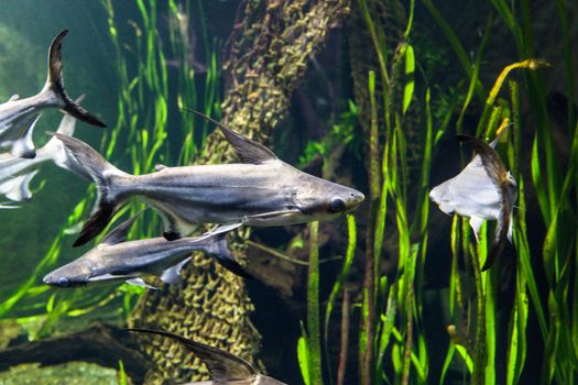 Silver fish gracefully swimming amidst greenery in an aquarium setting.