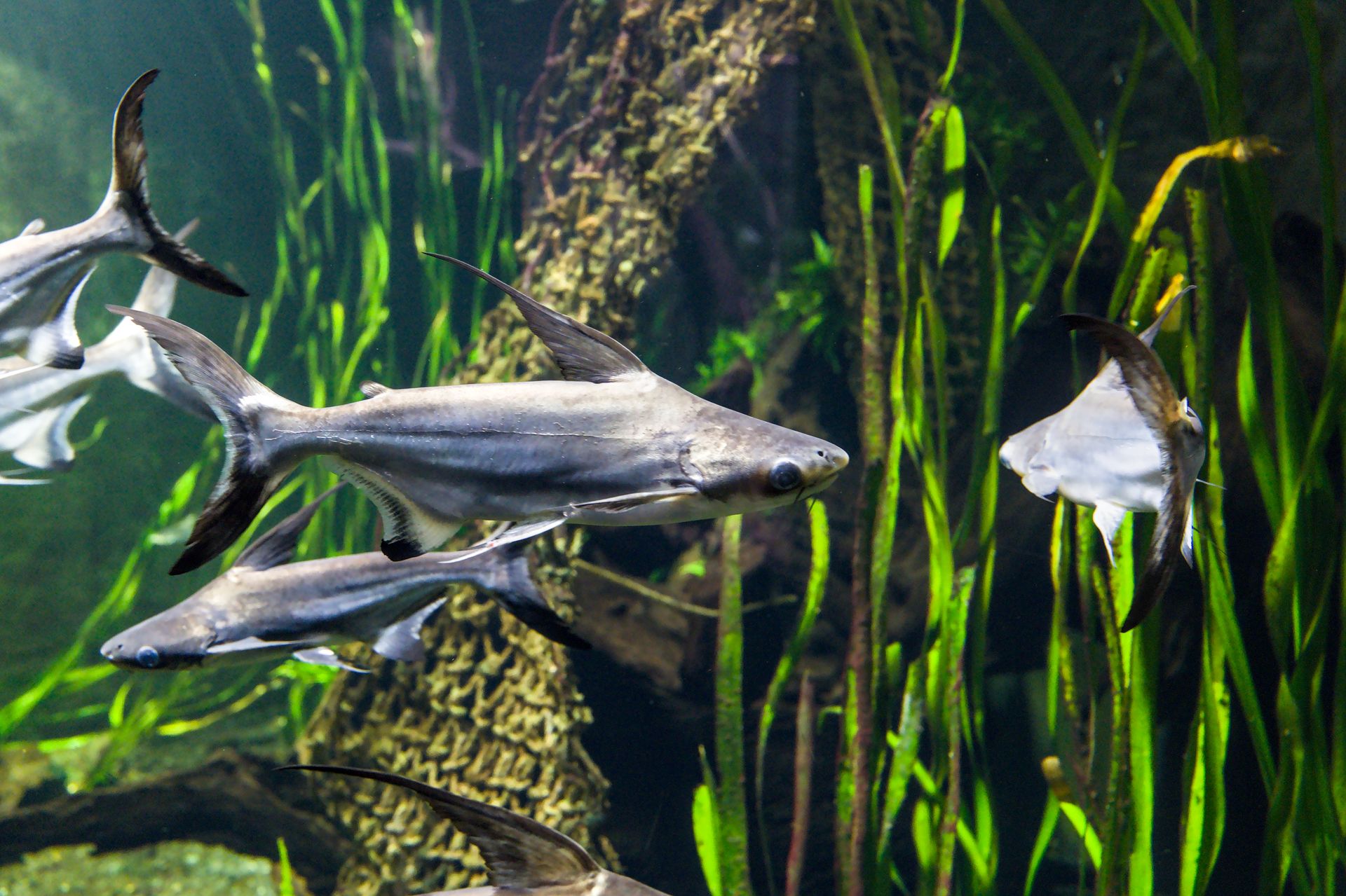 Underwater at Shark Point (Hin Bida)