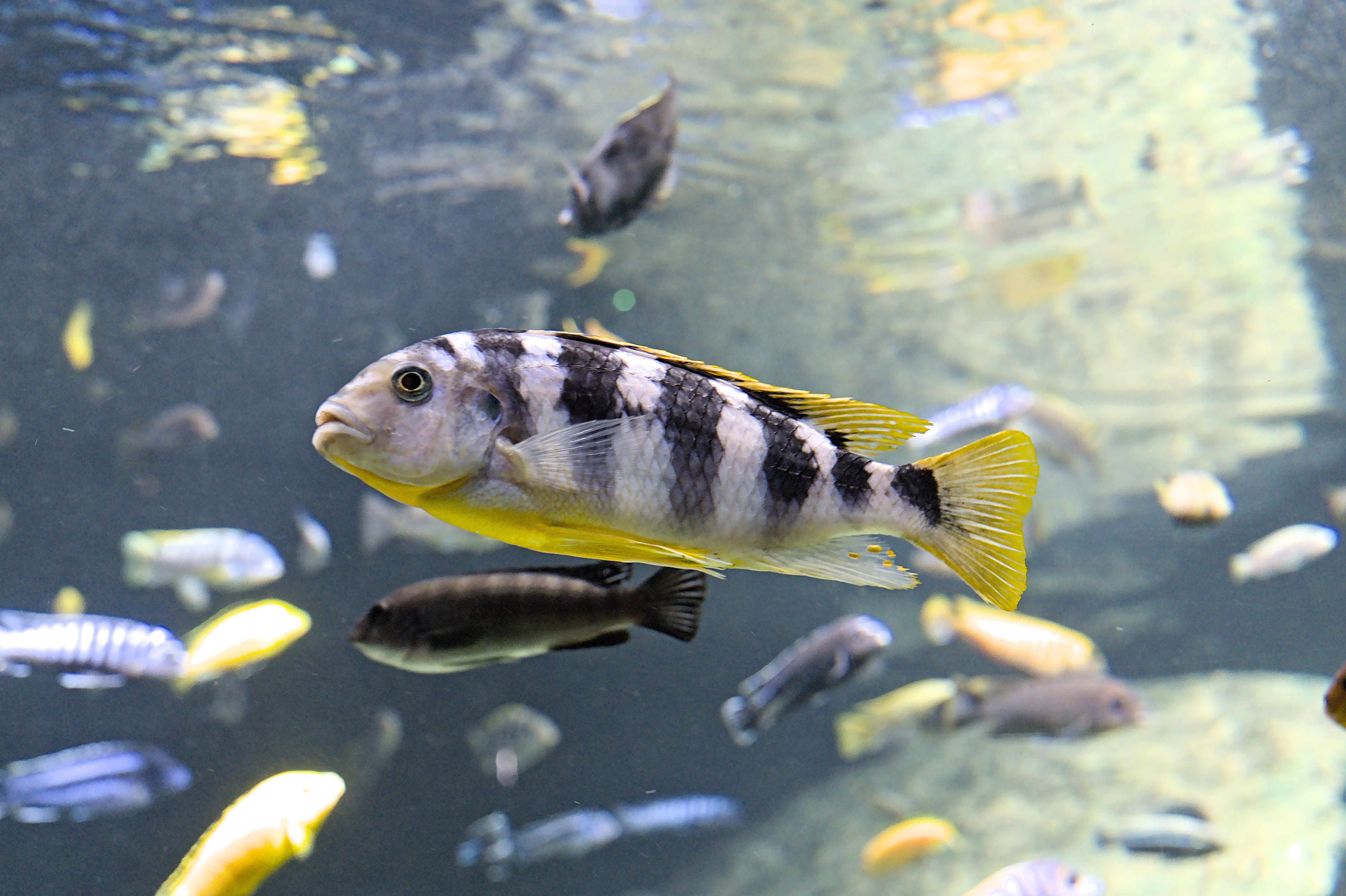 Curated visual reference: Fresh Look at Colorful African Cichlids Swimming In Aquarium