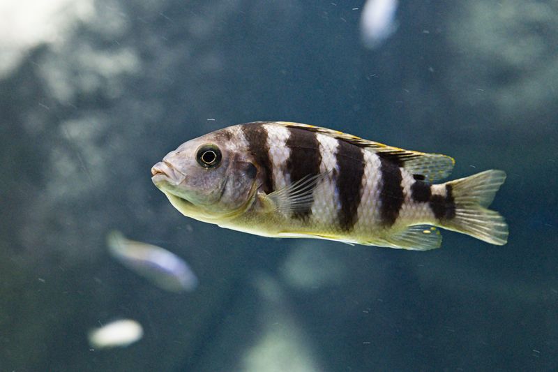Close-up image of a striped Cichlid fish swimming in an aquarium exhibit.