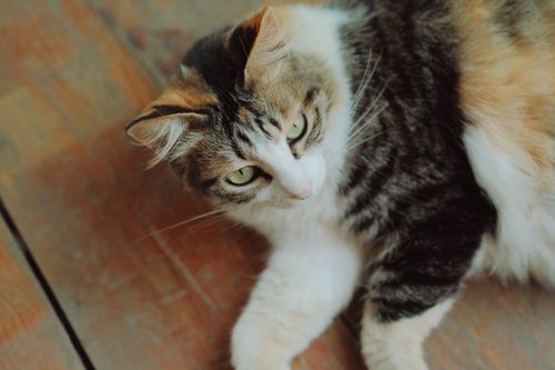 Free A serene calico cat lying on a wooden floor, gazing gently indoors. Stock Photo