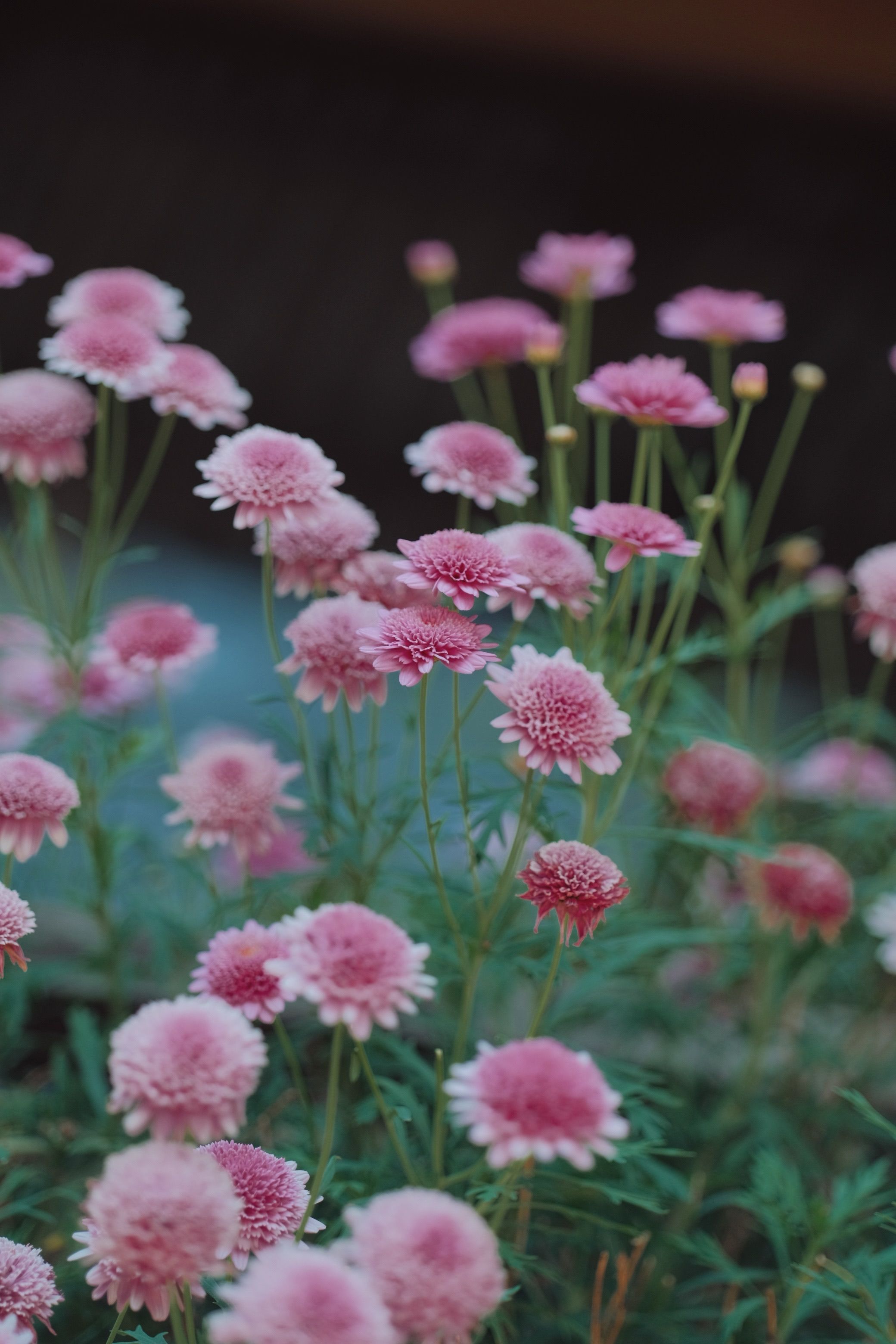 [ColoSach]-beautiful-pink-chrysanthemum-flowers-blooming-outdoors,-creating-a-serene-and-colorful-scene.