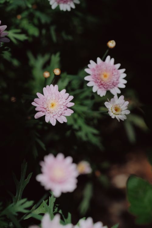 Free Vibrant pink chrysanthemums blooming surrounded by lush green leaves in natural daylight. Stock Photo
