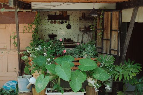 Free Charming rustic outdoor garden setup with lush green plants and vintage elements. Stock Photo