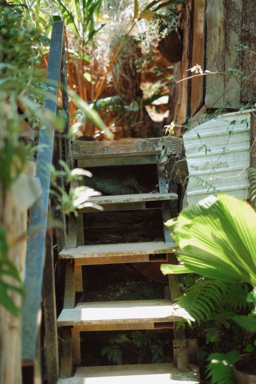Free A rustic staircase surrounded by lush greenery and natural light, creating a serene outdoor scene. Stock Photo