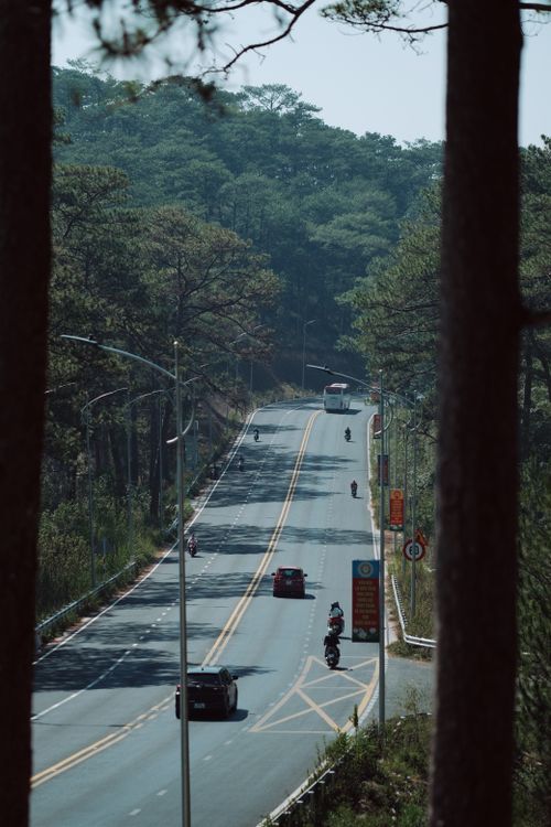 Free A serene road winding through lush pine trees with vehicles driving on a sunny day. Stock Photo