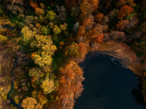 水域の横にある木の空中写真
