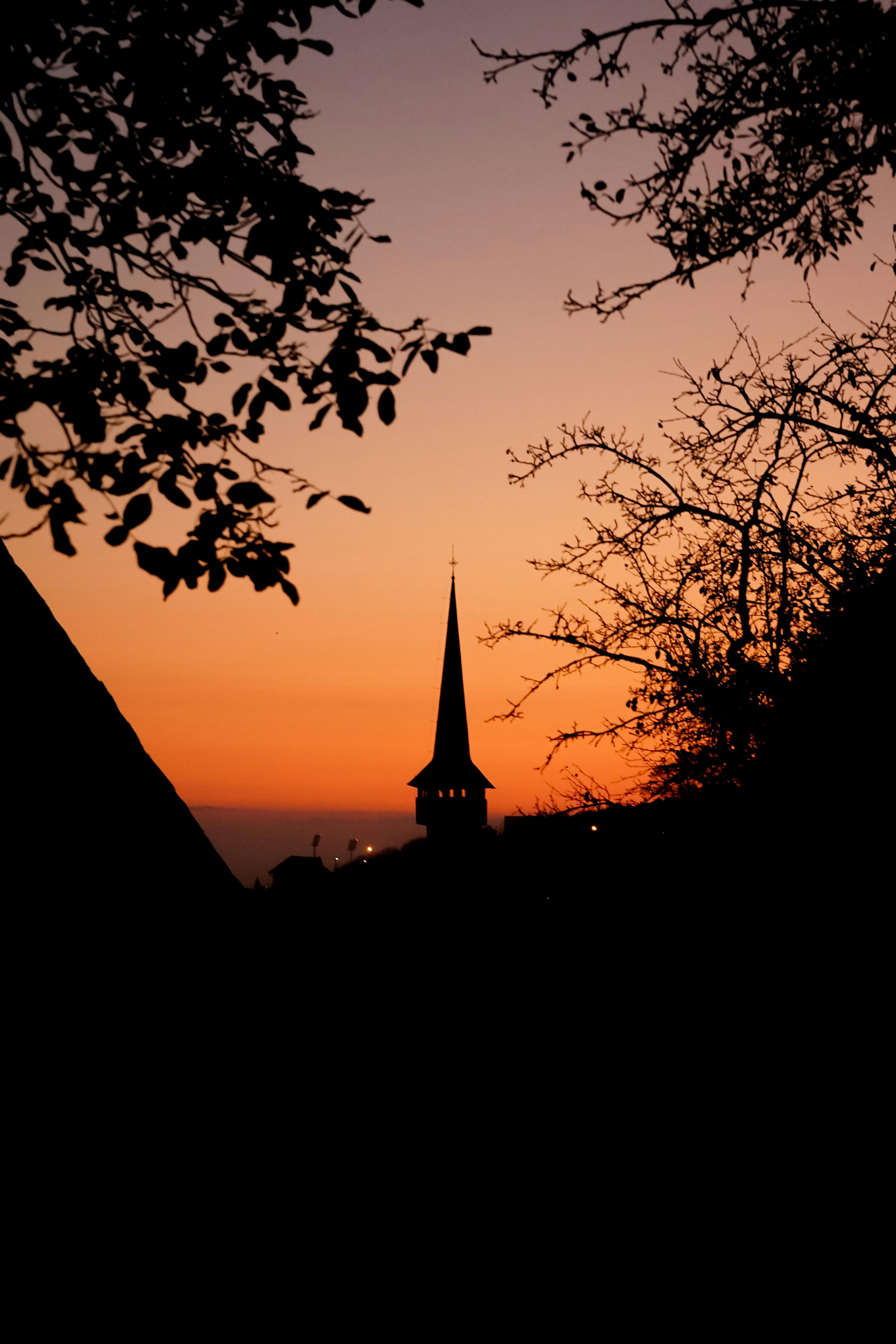 silhouette photo of trees