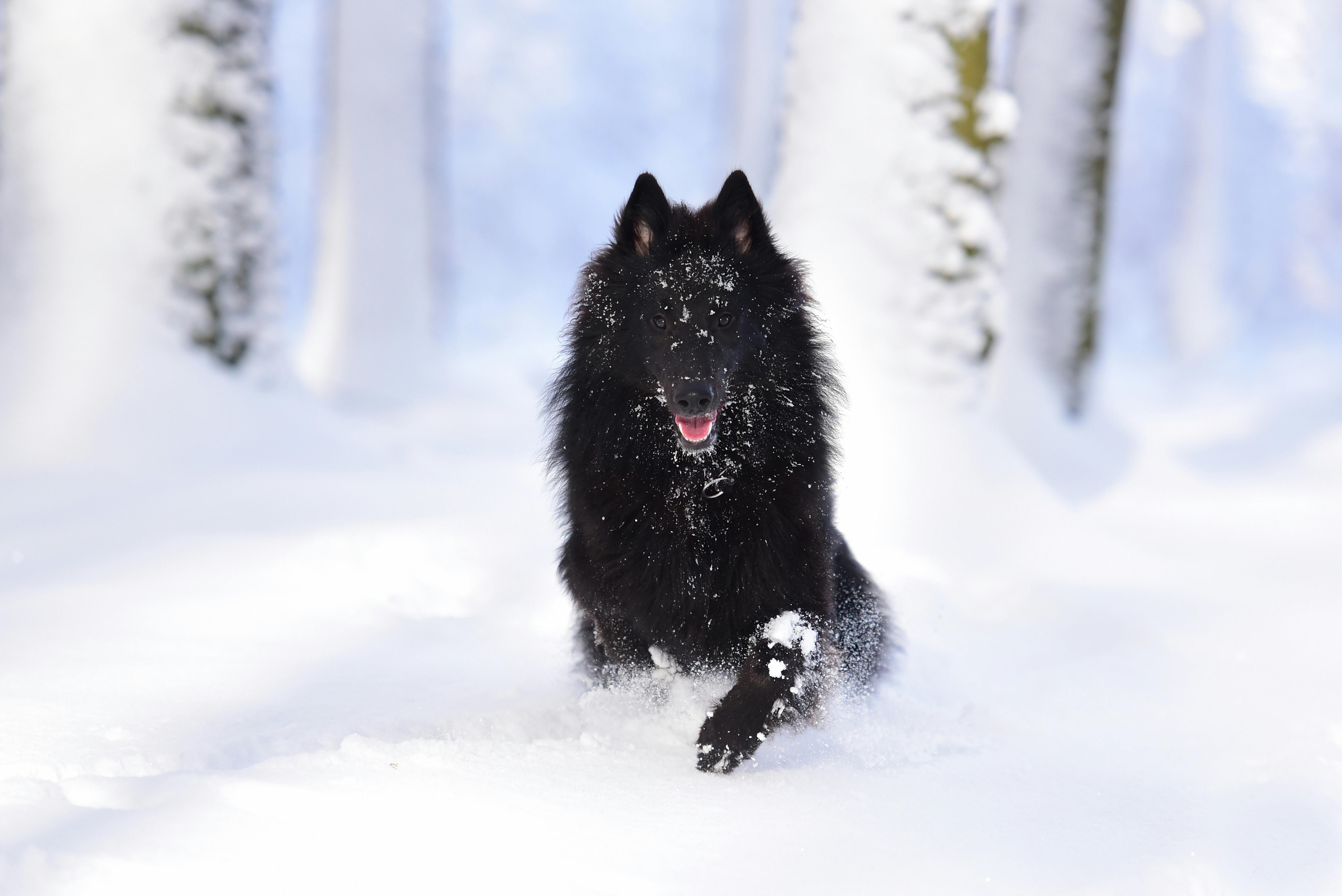 Kostenloses Foto zum Thema belgischer schäferhund, groenendael, hund