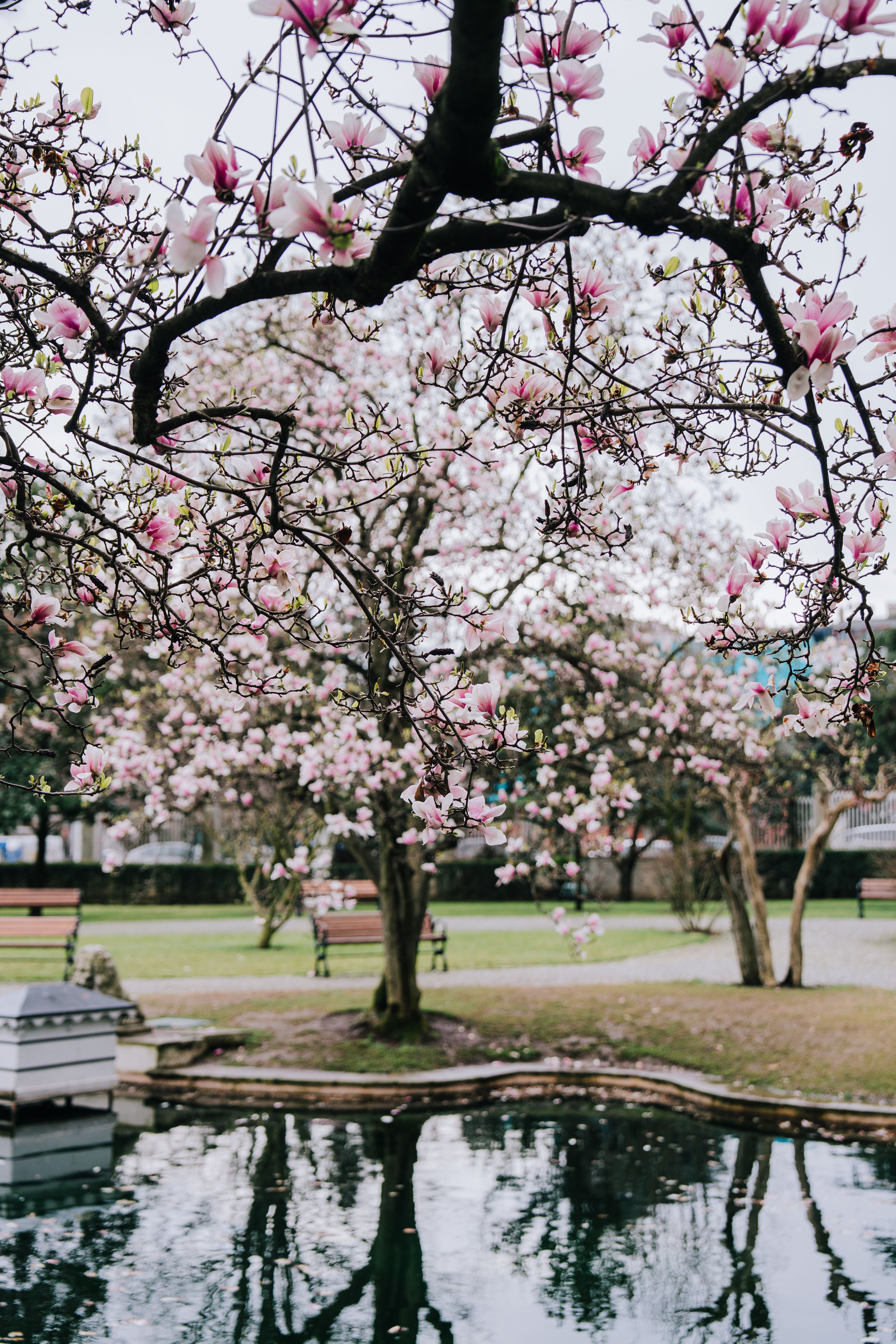 Blooming Magnolia Trees in İstanbul Park · Free Stock Photo