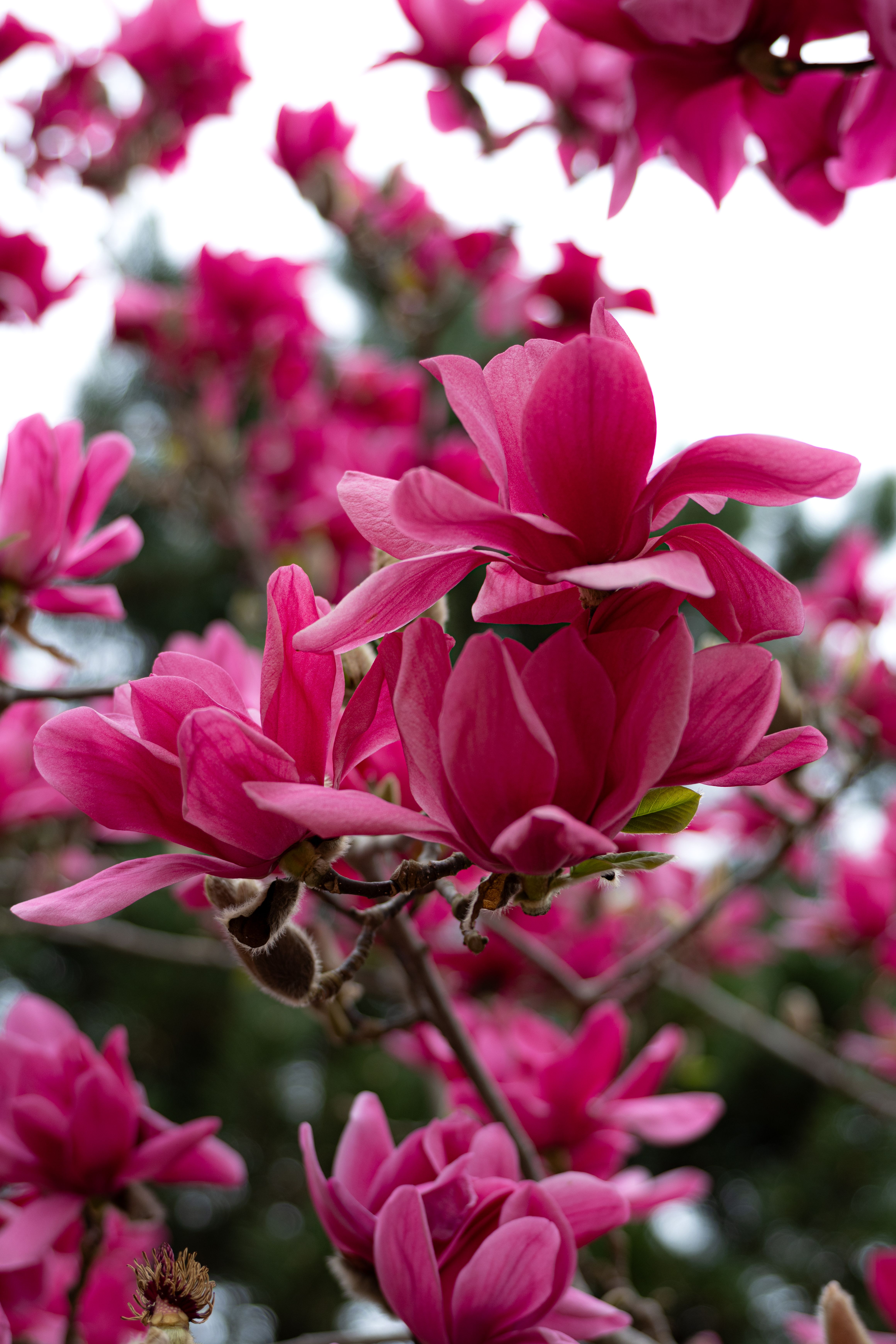 Vibrant Pink Magnolia Blooms in Spring · Free Stock Photo