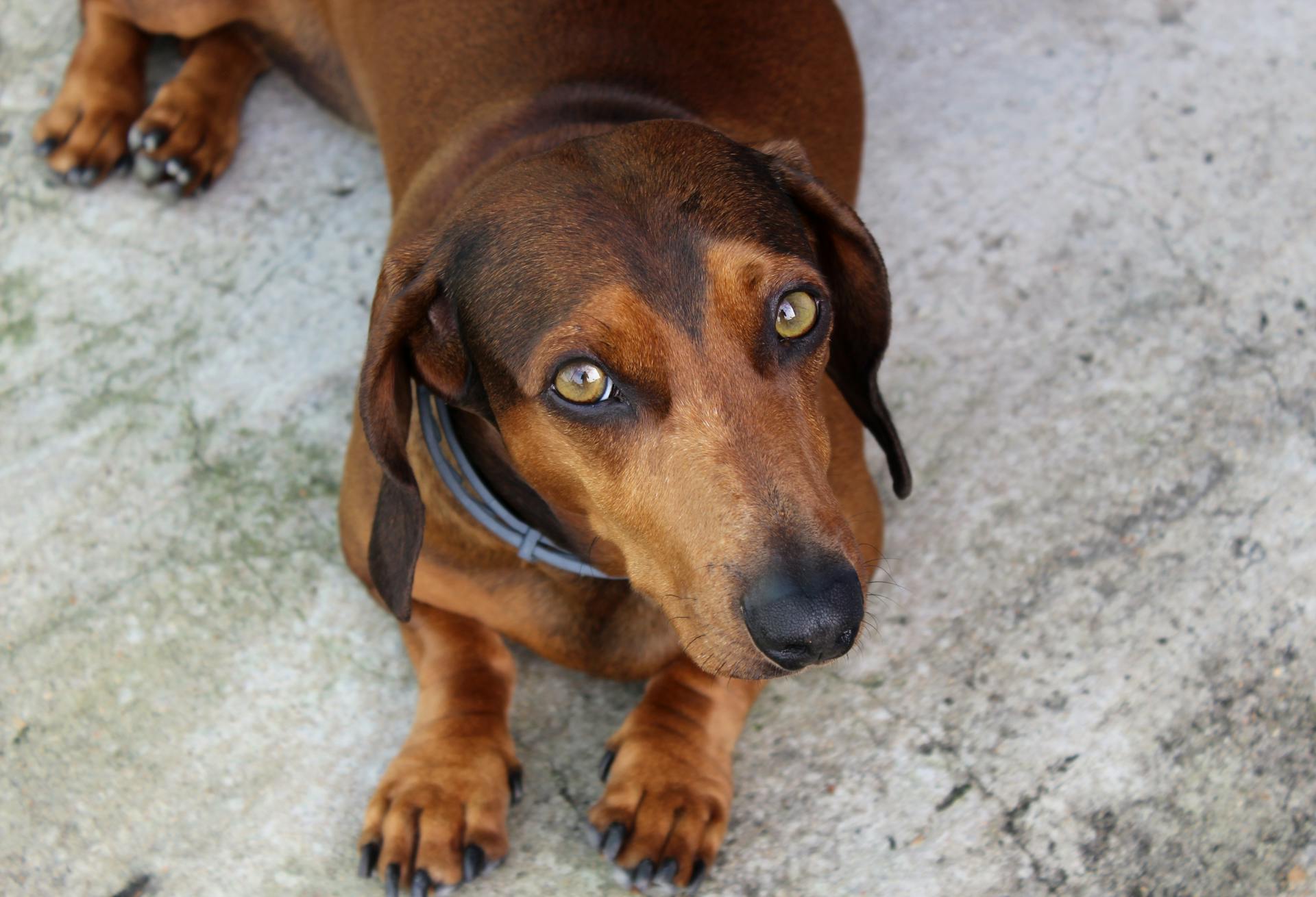 Brown Short-coat Dog