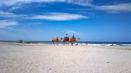 Plage de Djerba en Tunisie avec sable blanc et palmiers