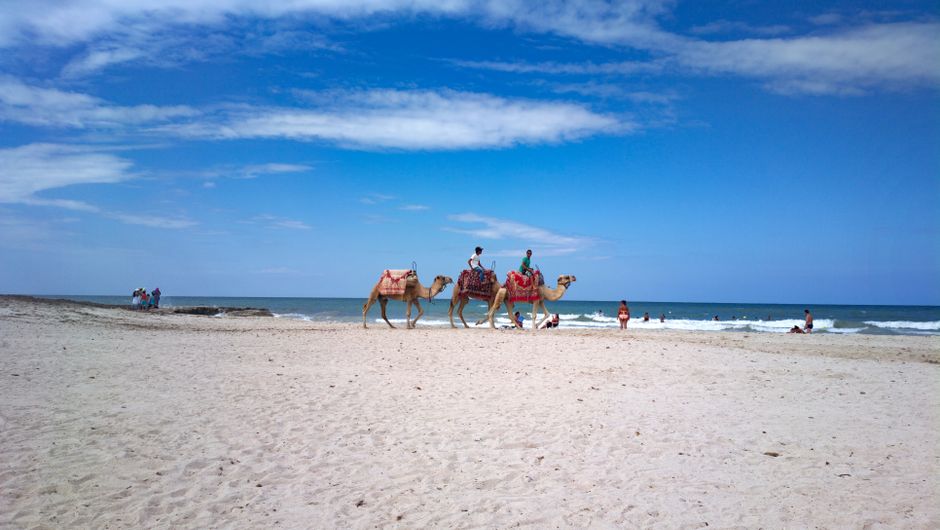 Plage de Djerba en Tunisie avec sable blanc et palmiers