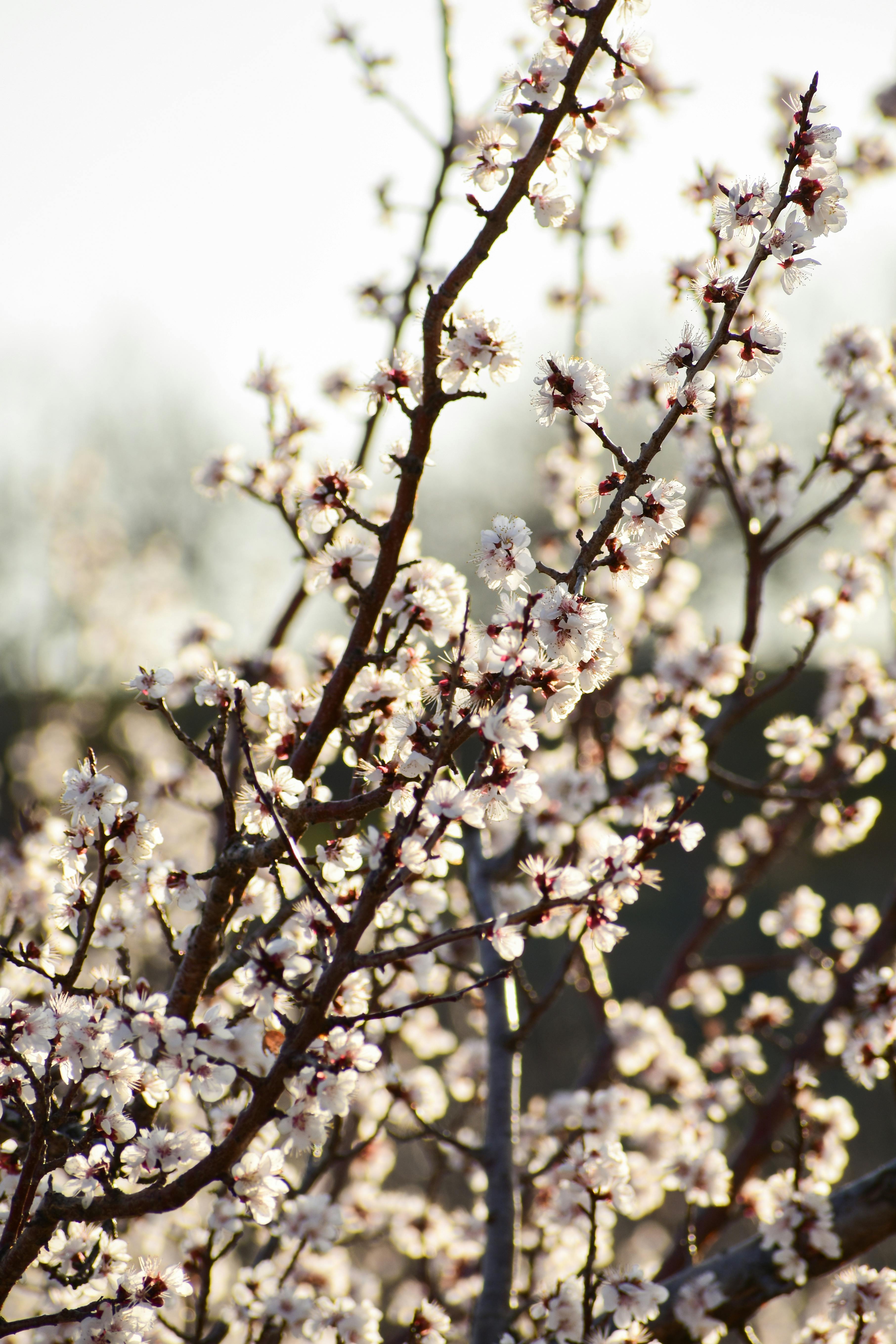 [ColoSach]-close-up-of-white-flowers-blooming-on-tree-branches,-signifying-spring's-arrival-with-vibrant-natural-beauty.