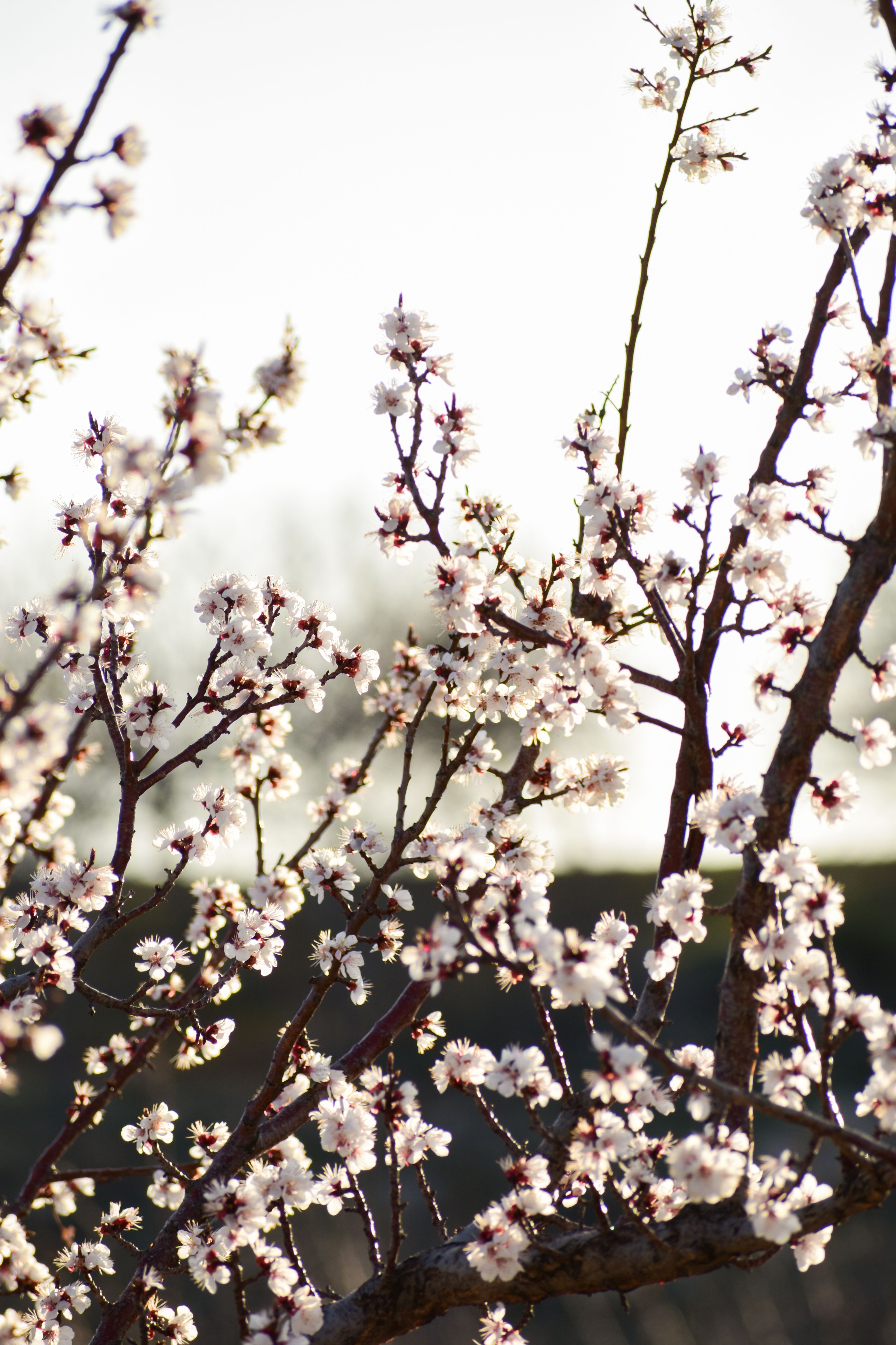 Wachau Apricot Orchards