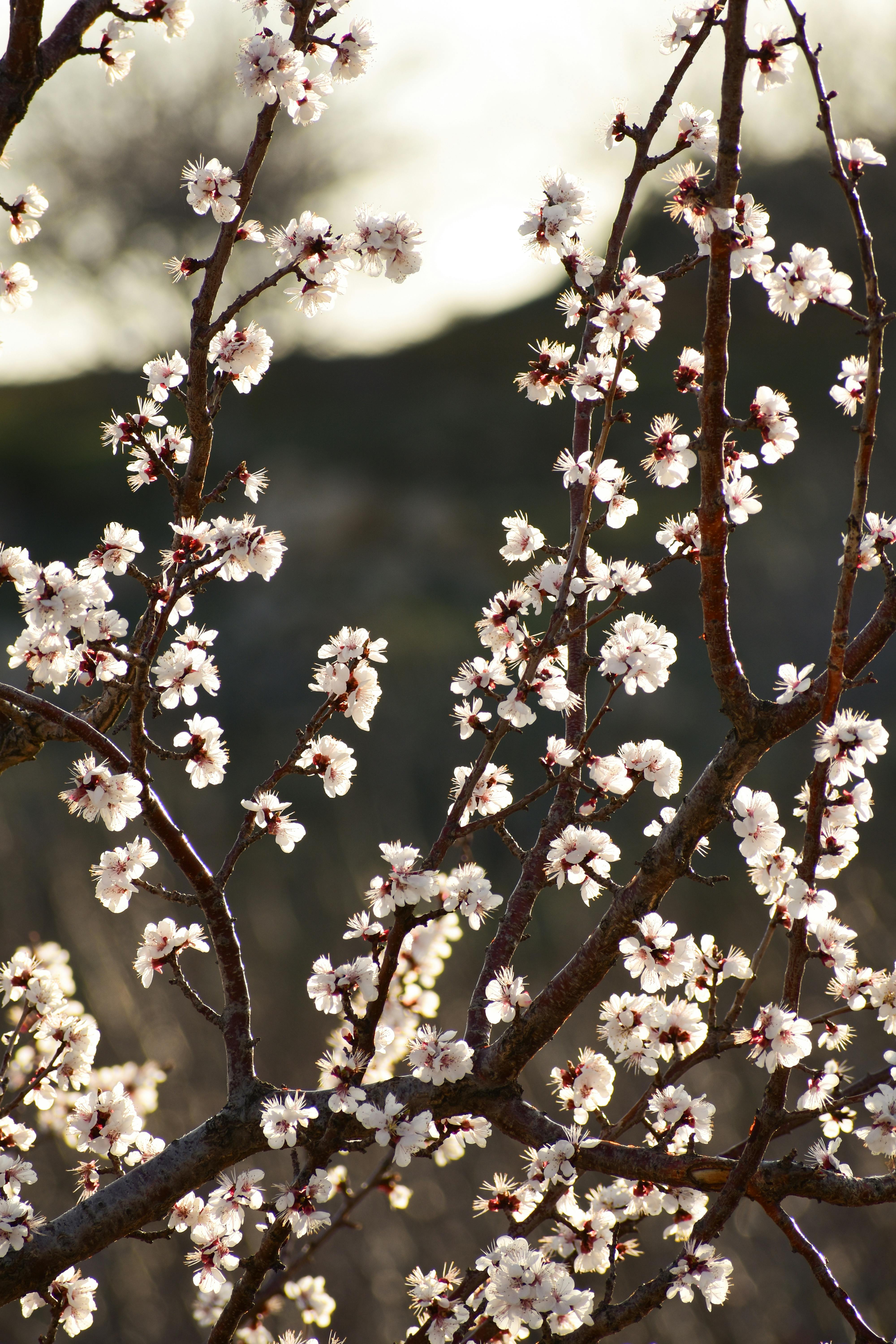 [ColoSach]-close-up-of-blooming-almond-blossoms-against-a-backdrop-of-spring-sunlight.