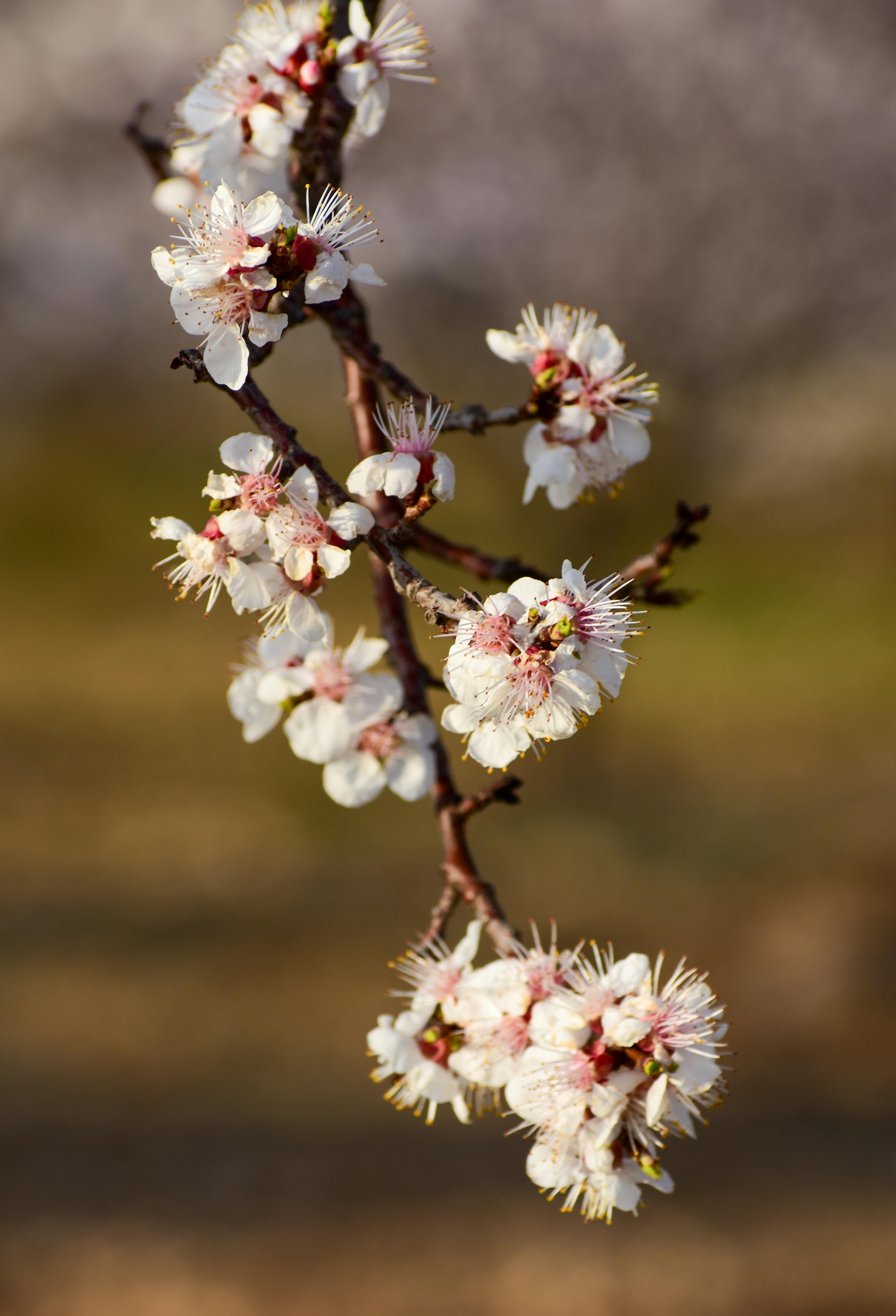 [ColoSach]-close-up-of-white-blossoms-on-a-branch-during-spring,-showcasing-nature's-beauty.