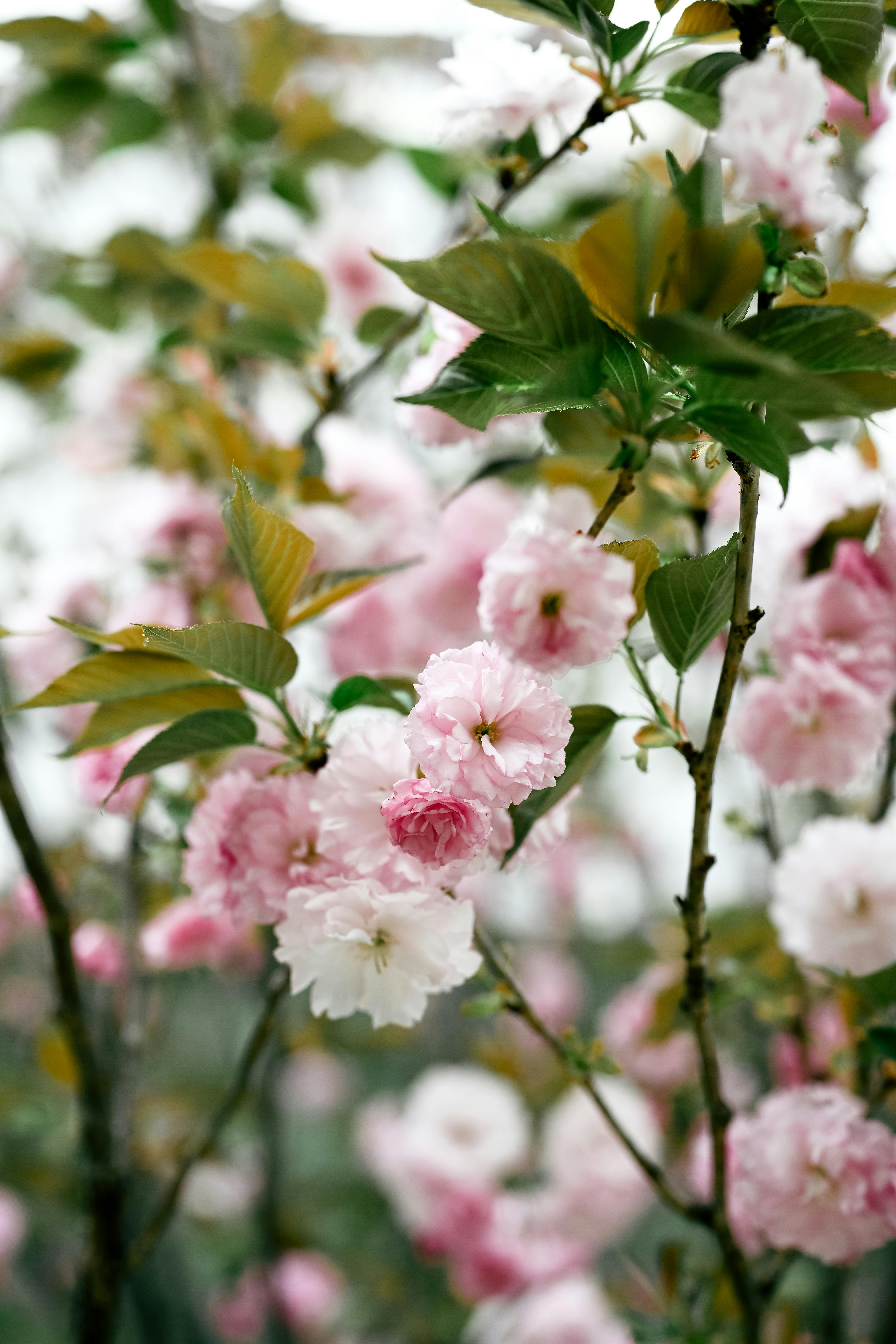 [ColoSach]-close-up-view-of-pink-cherry-blossoms-in-full-bloom-showcasing-spring-beauty.