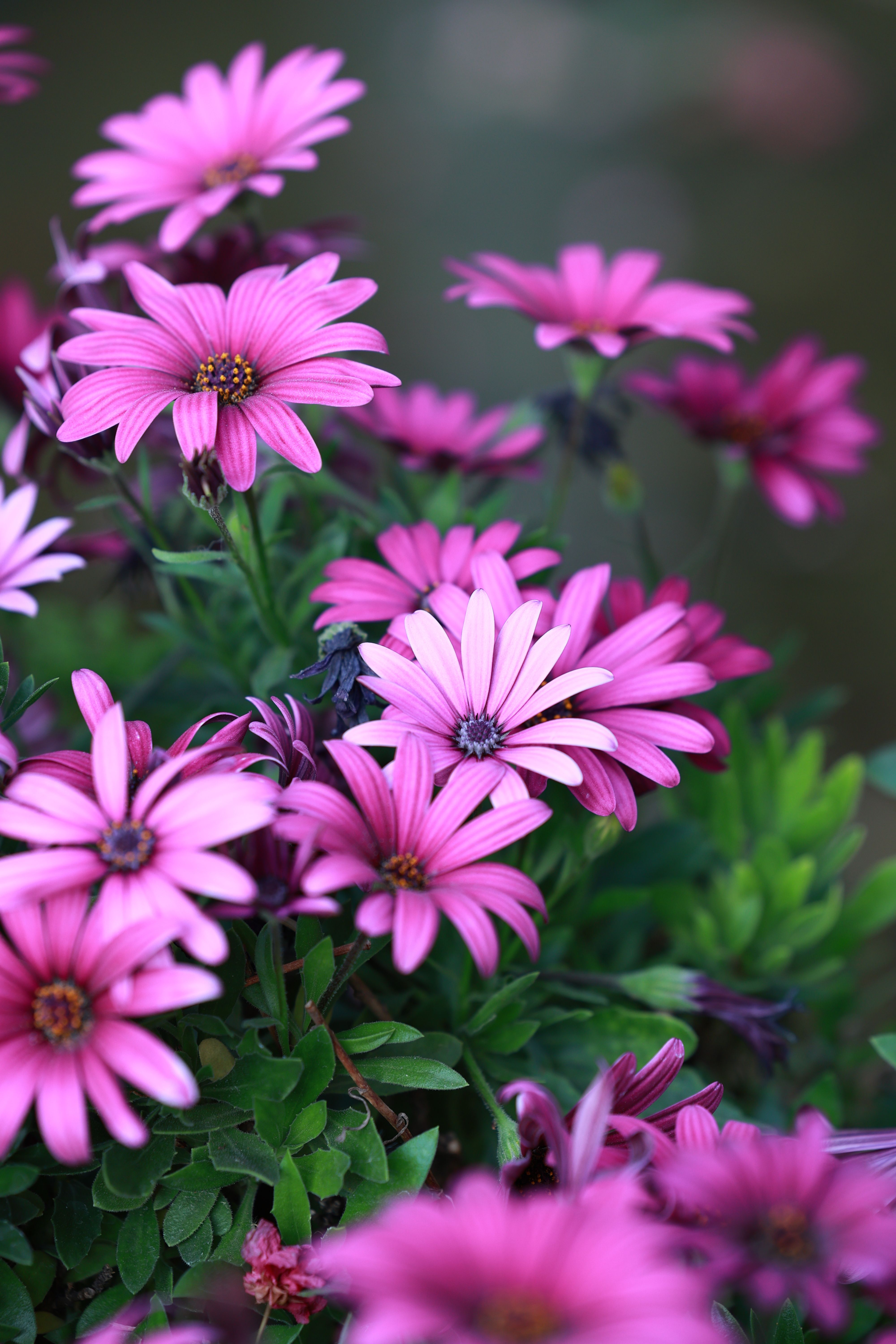 [ColoSach]-a-stunning-close-up-of-vibrant-purple-african-daisies-(osteospermum)-in-full-bloom-displaying-rich-natural-beauty.