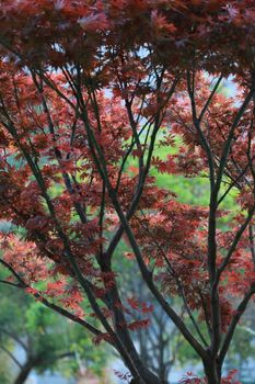 Colorful autumn foliage of Japanese maple with bright red leaves and green backdrop.