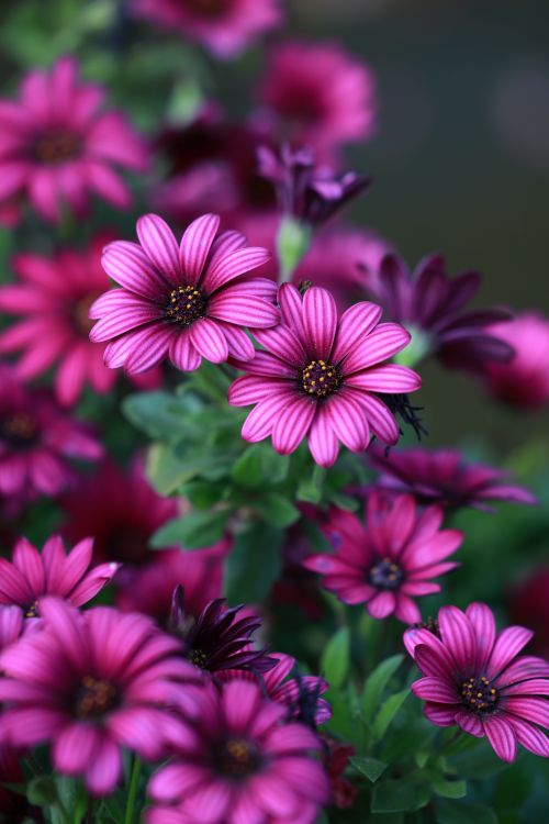 Free Beautiful close-up of vibrant pink African daisies, perfect for spring floral themes. Stock Photo