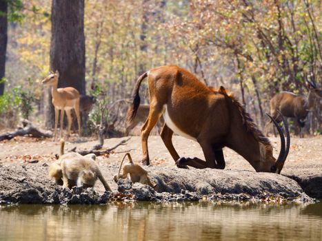 Baboons and antelopes at a waterhole in a natural habitat, showcasing African wildlife interaction.