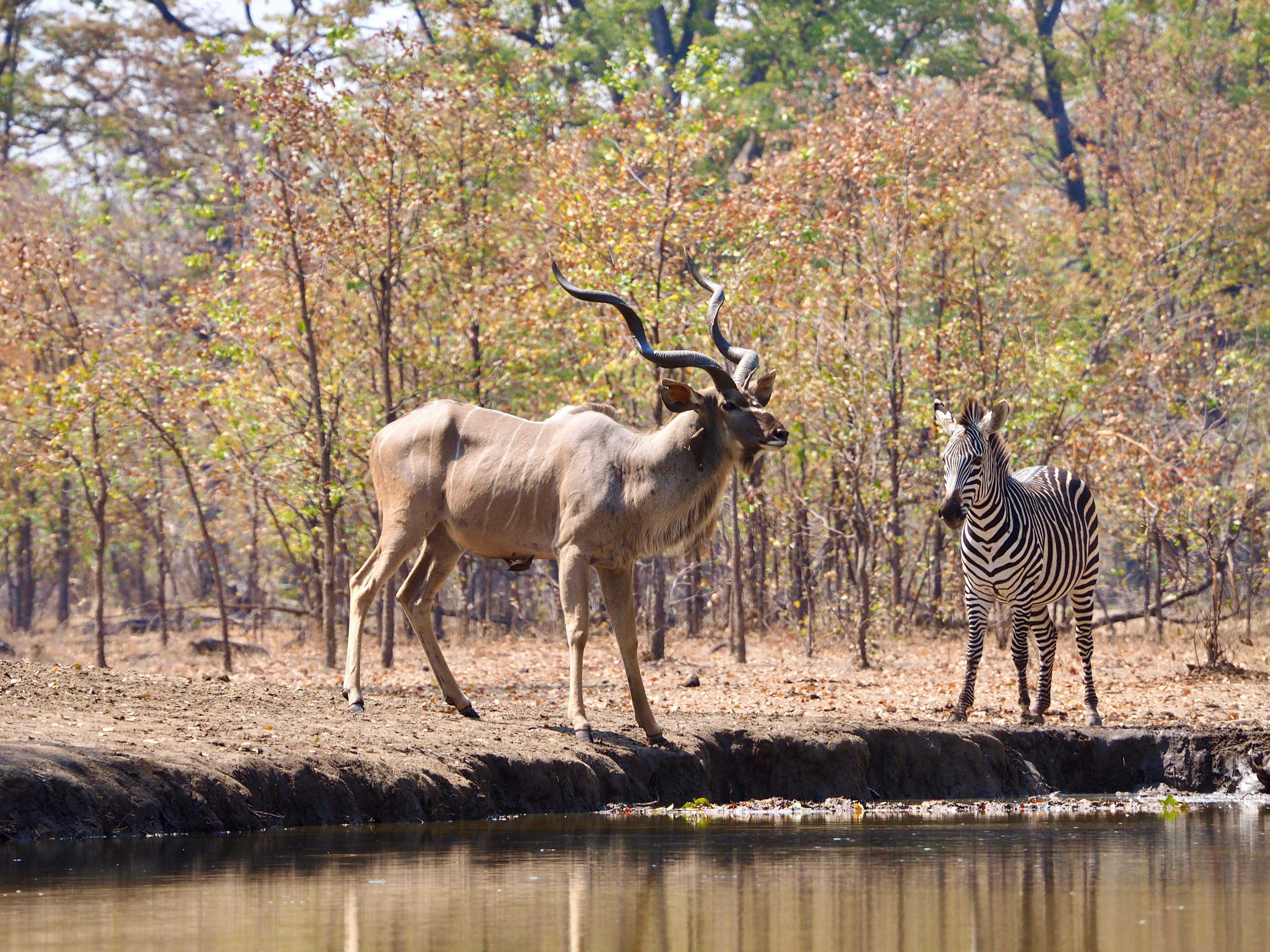 kariba