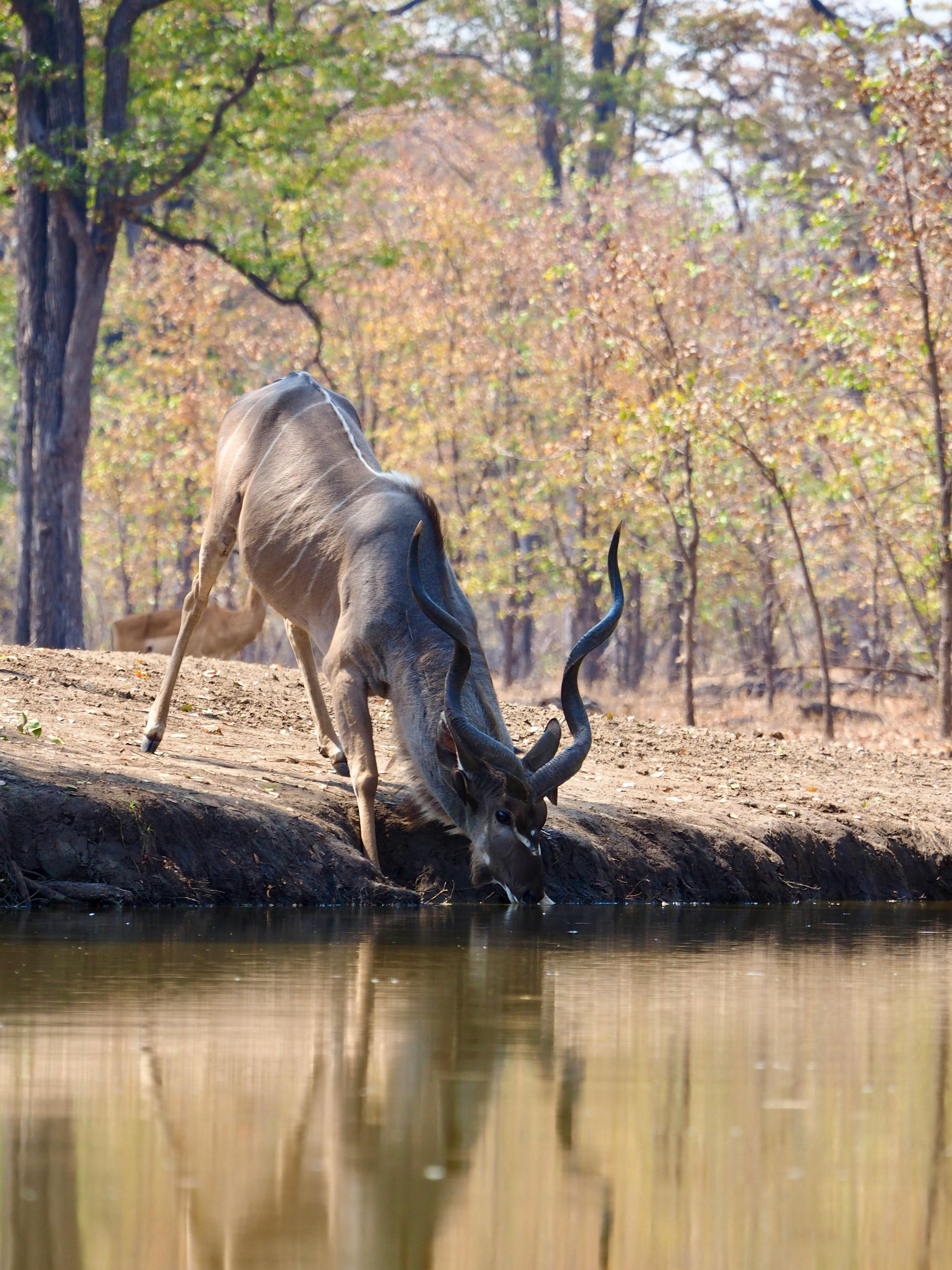 grátis Um majestoso antílope kudu com chifres retorcidos bebendo água em um poço sereno na natureza selvagem africana. Foto profissional