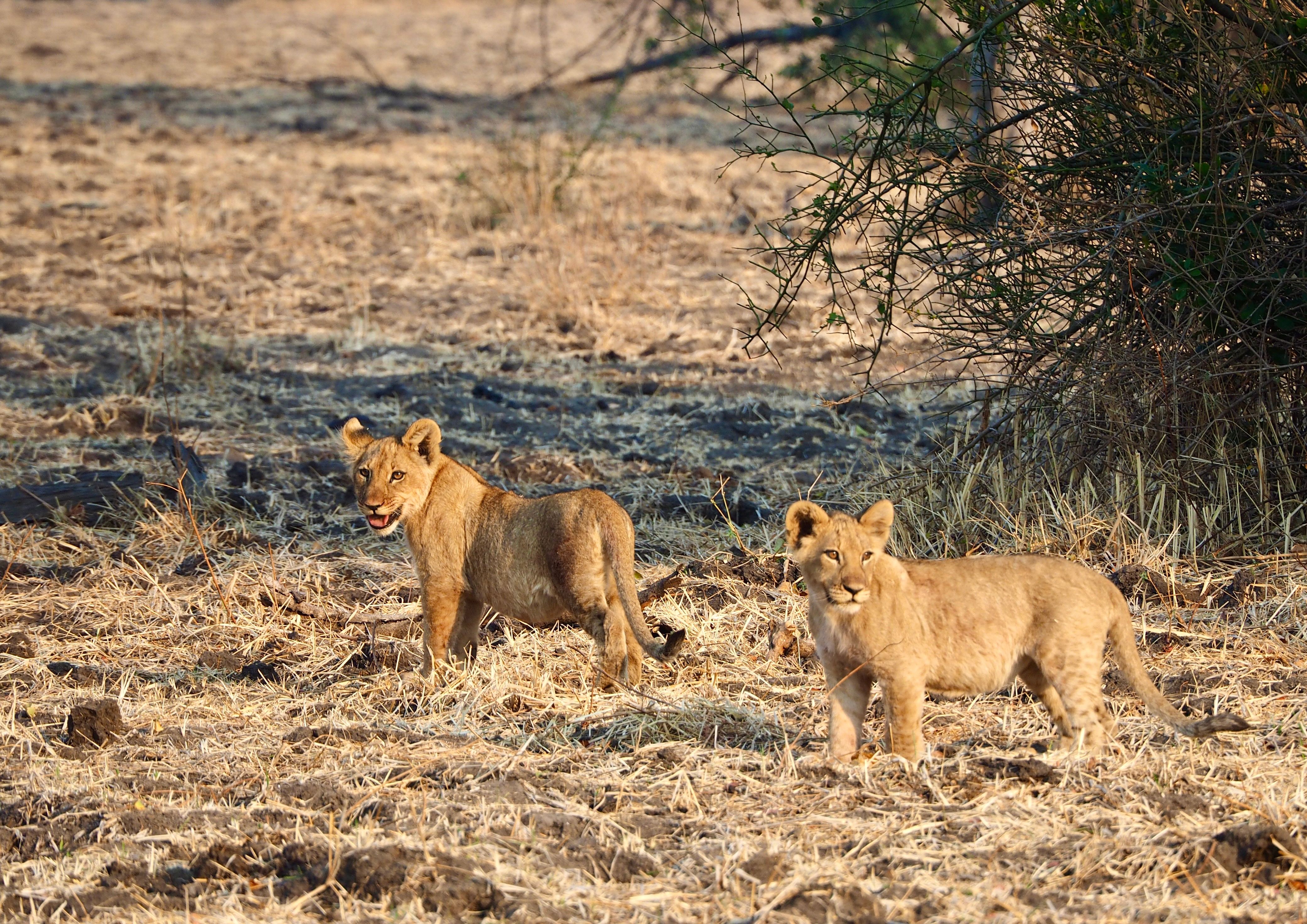 Two Lion Cubs in Natural Habitat · Free Stock Photo