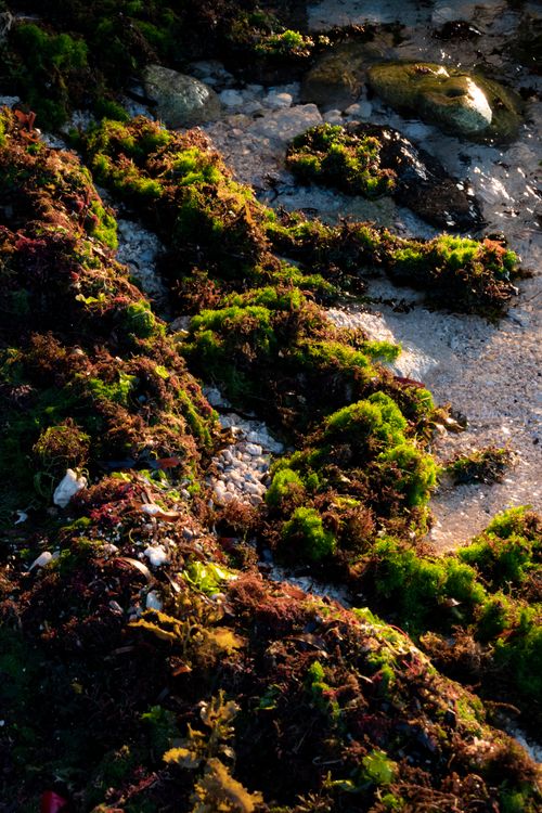 Free Lush green algae and seaweed on a rocky shoreline, bathed in warm sunlight, creating a vivid natural scene. Stock Photo