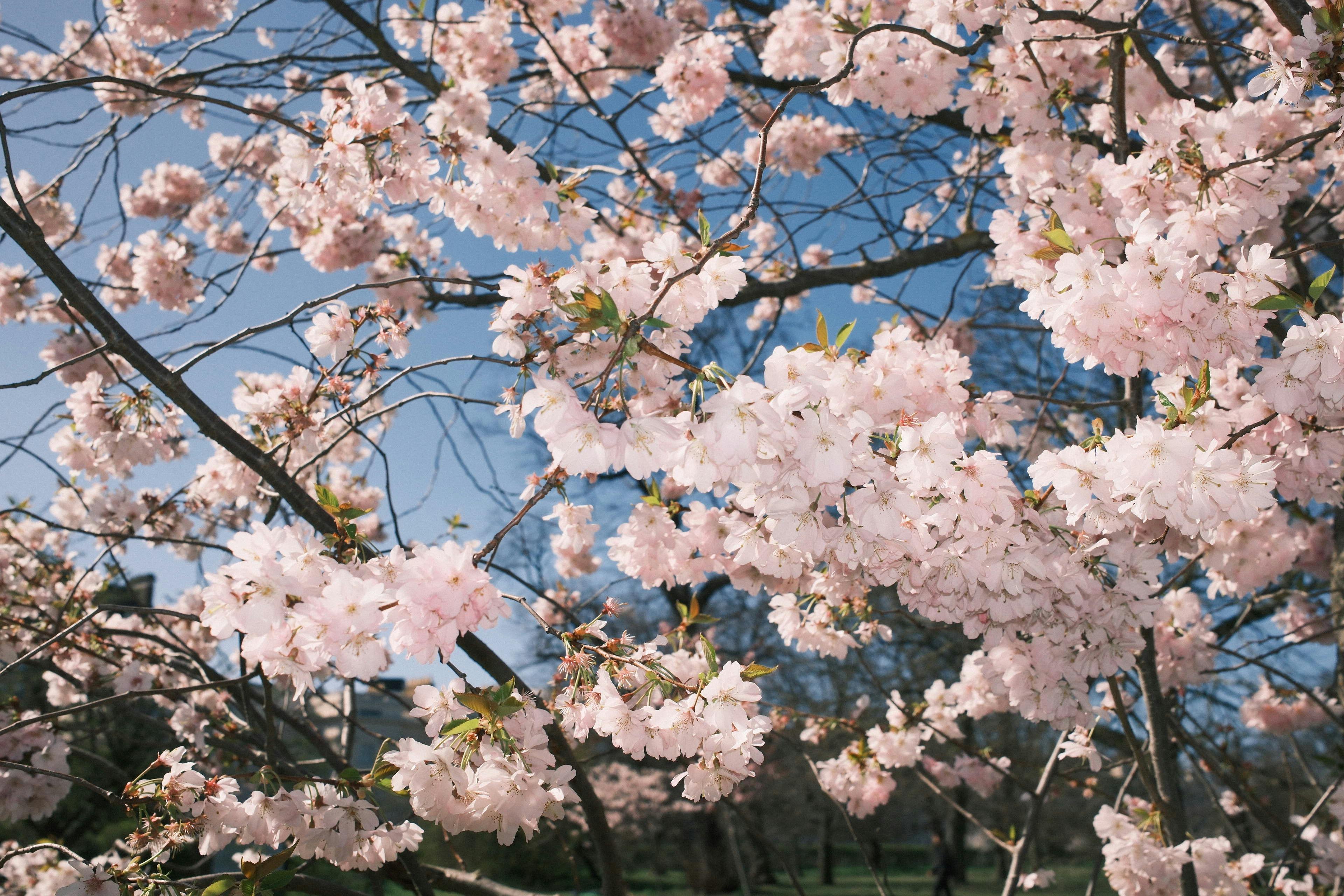 Cherry blossom trees in full bloom against a clear blue sky during spring.