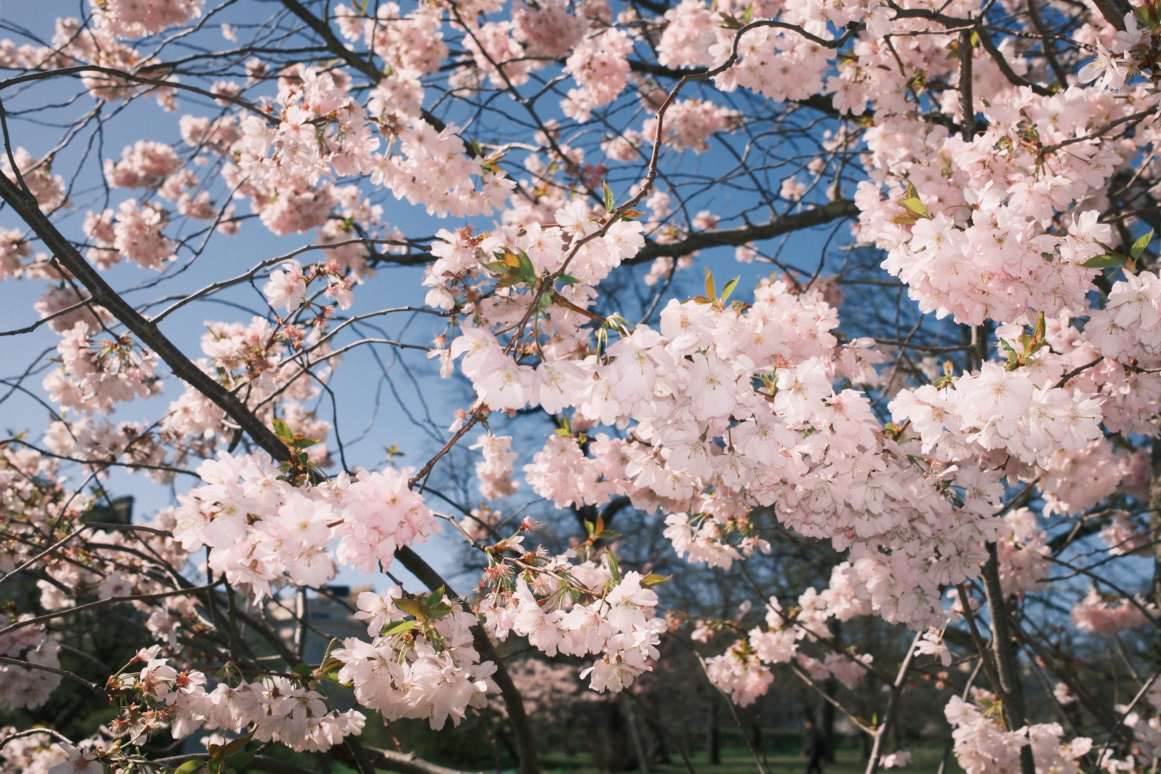 Beautiful Cherry Blossom Trees in Full Bloom · Free Stock Photo