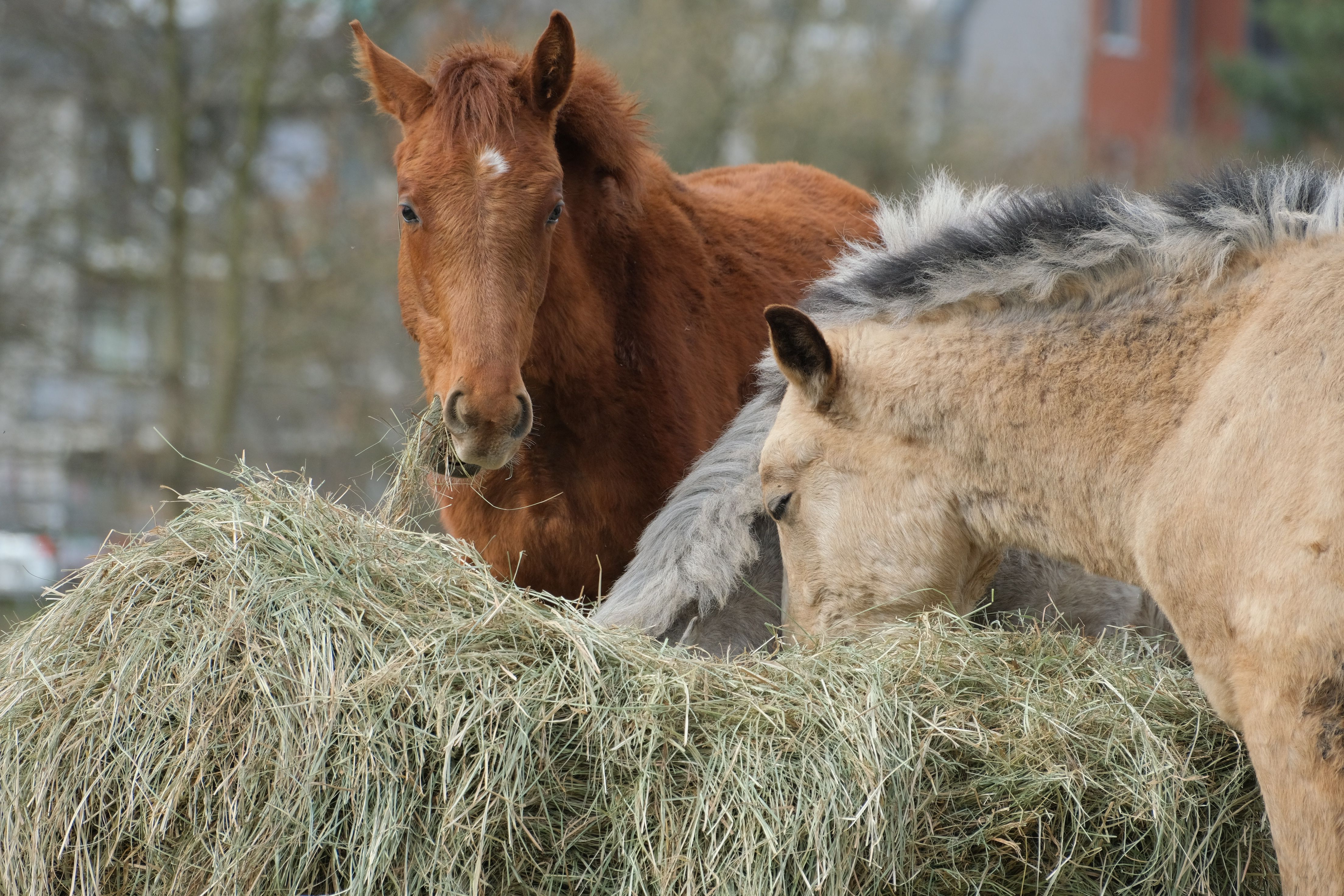 Importance of Proper Horse Nutrition for Overall Health