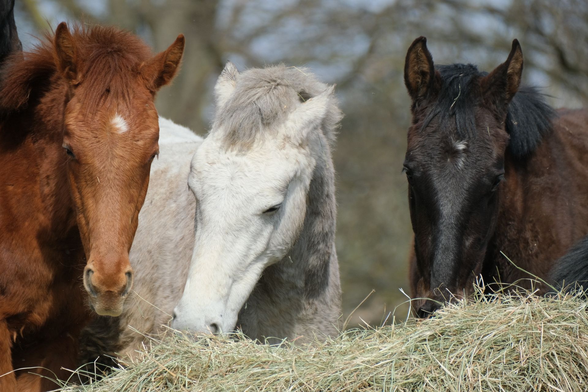 Three horses of different colors eating hay on a sunny spring day, showcasing diverse equine beauty.