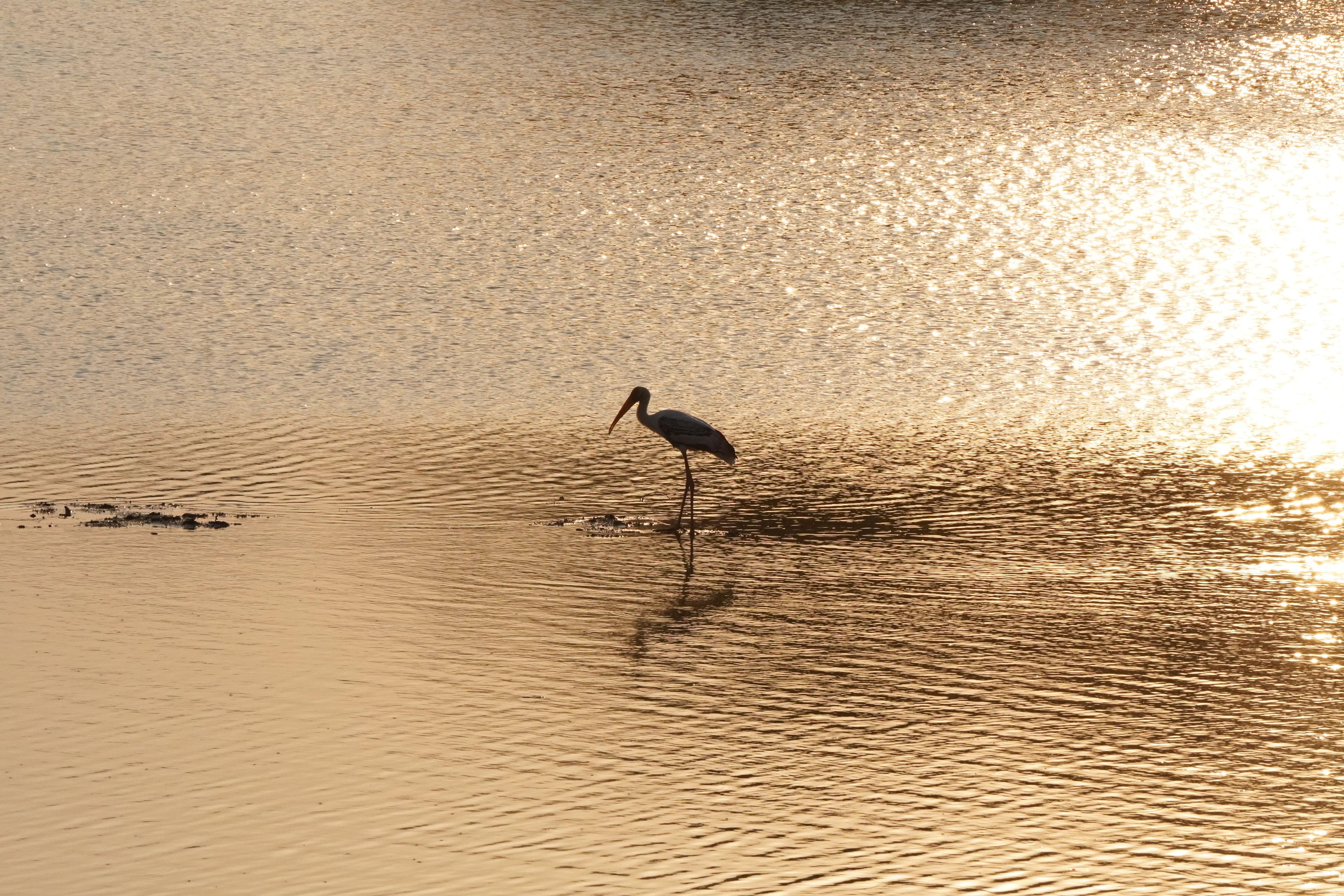 Piccole isole sul lago di Ulsoor nel centro di Bangalore