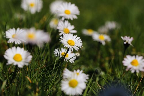Free Vibrant white daisies blooming in a lush, green meadow under the spring sun. Stock Photo