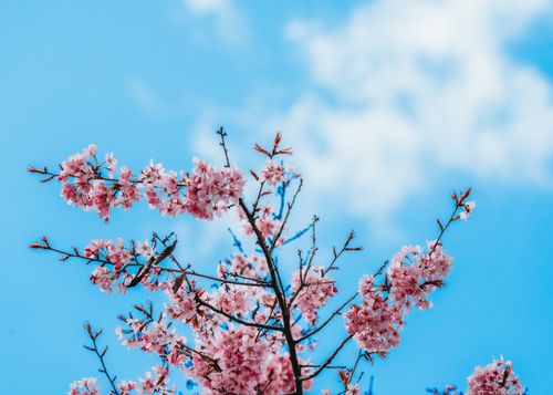 Free Vibrant cherry blossoms blooming against a bright blue sky, embodying the essence of spring. Stock Photo