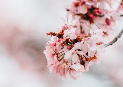 Free Delicate pink cherry blossoms blooming on a tree branch in springtime. Stock Photo