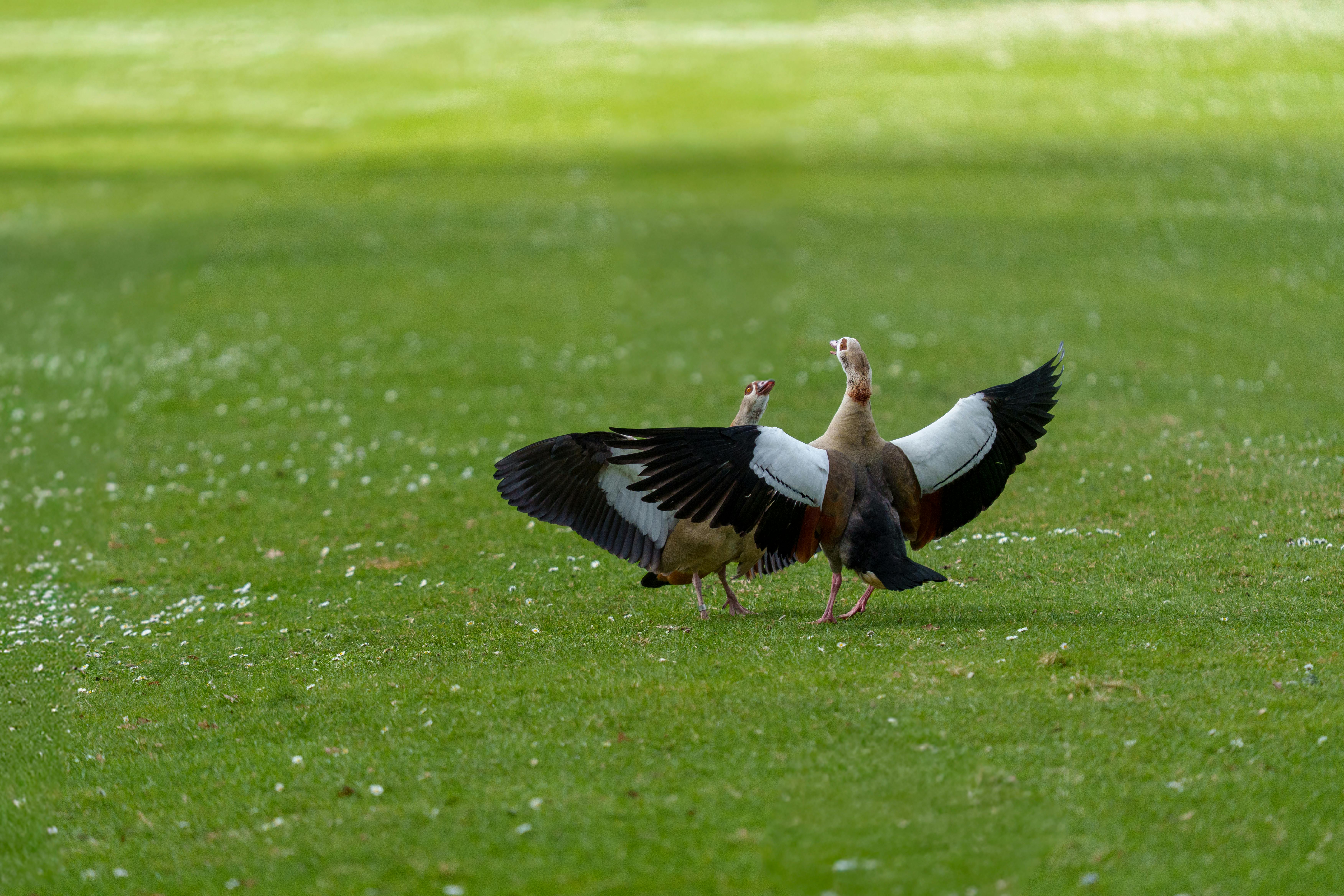 Quack Grass vs Other Common Look-Alike Grasses - grass types lawn care