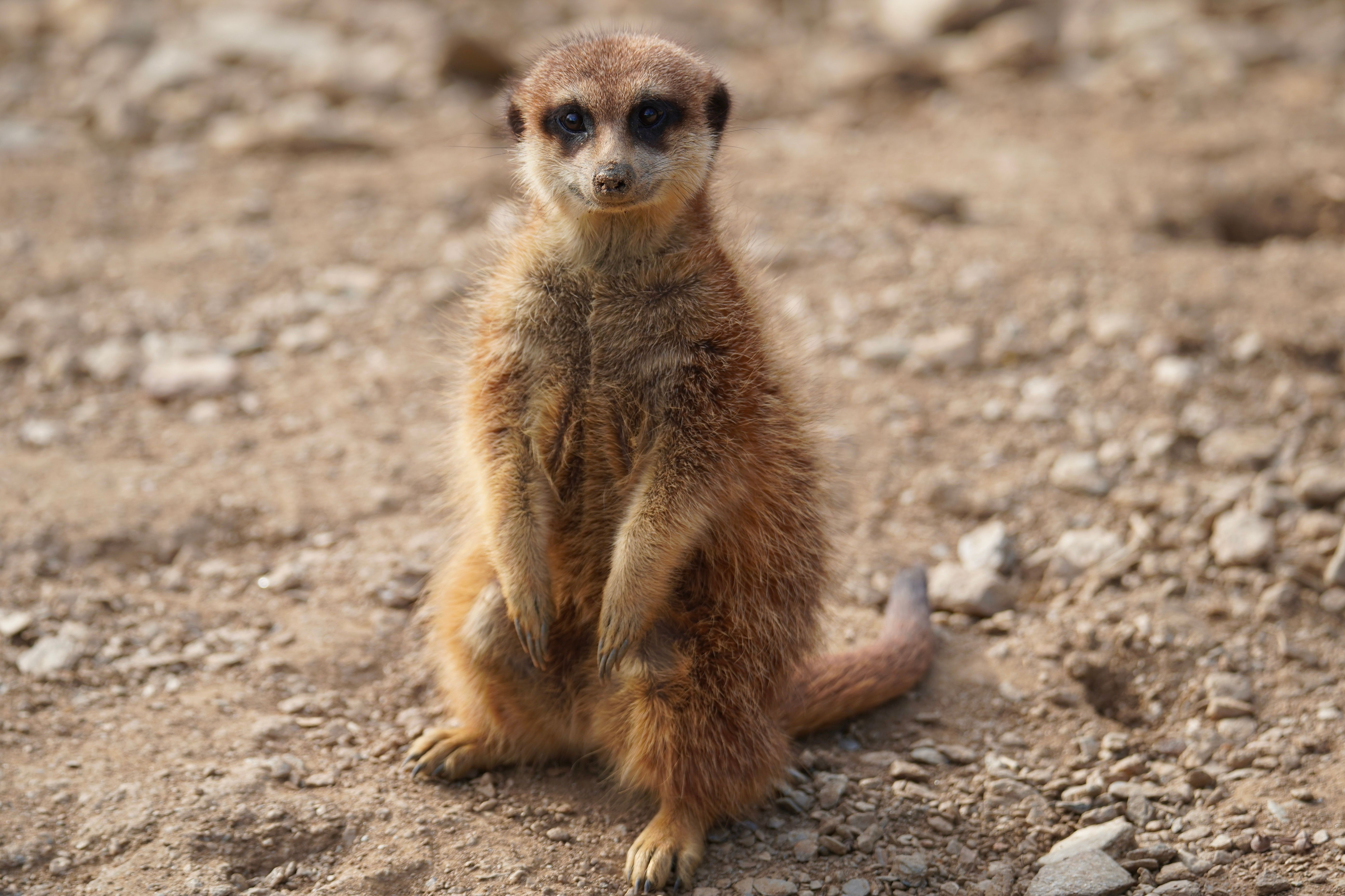 Meerkat Standing on Rocky Terrain in Daylight · Free Stock Photo