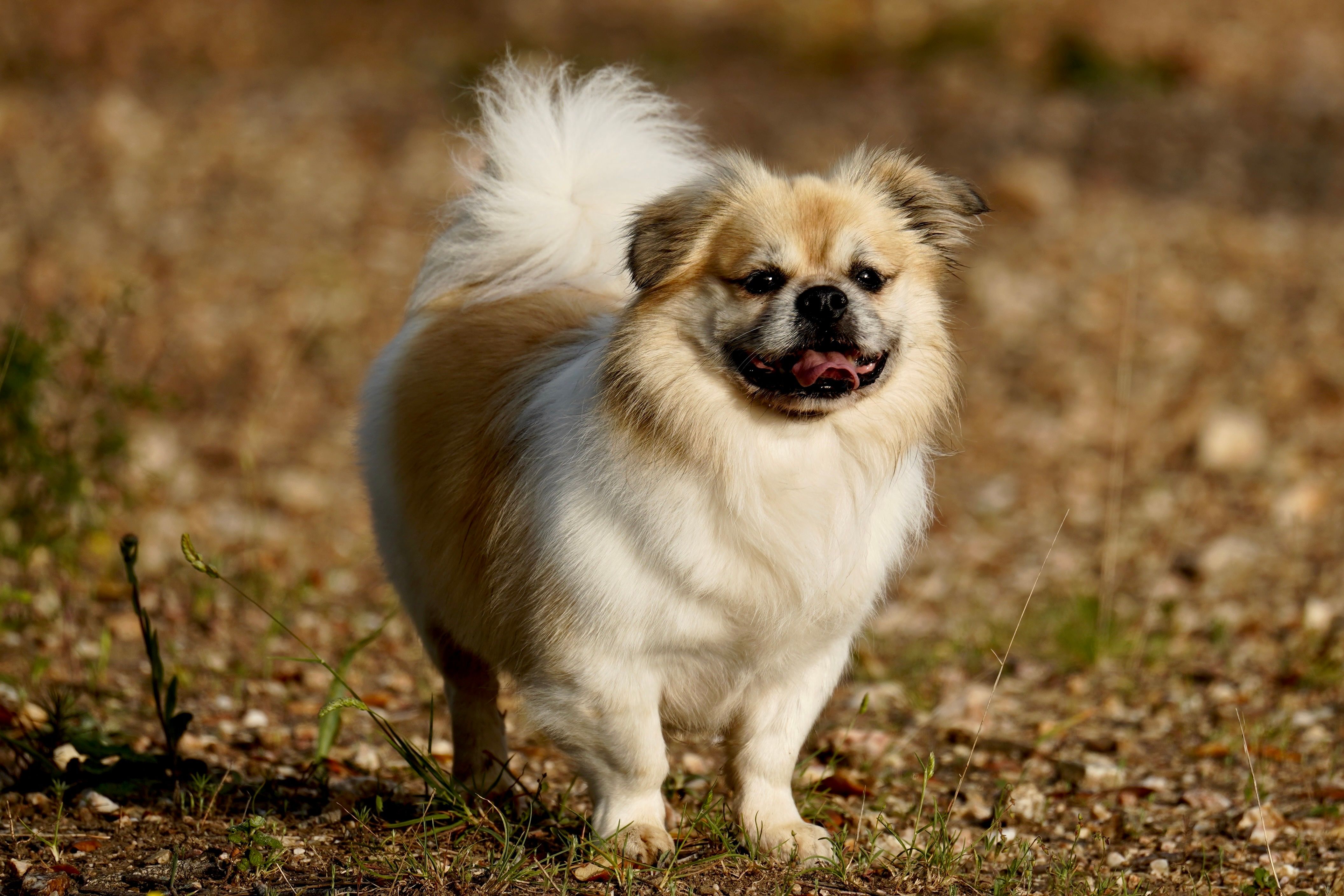 Adorable fluffy dog standing on a rocky outdoor surface on a sunny day.