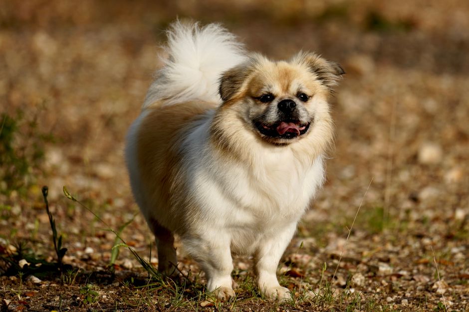 Adorable fluffy dog standing on a rocky outdoor surface on a sunny day.